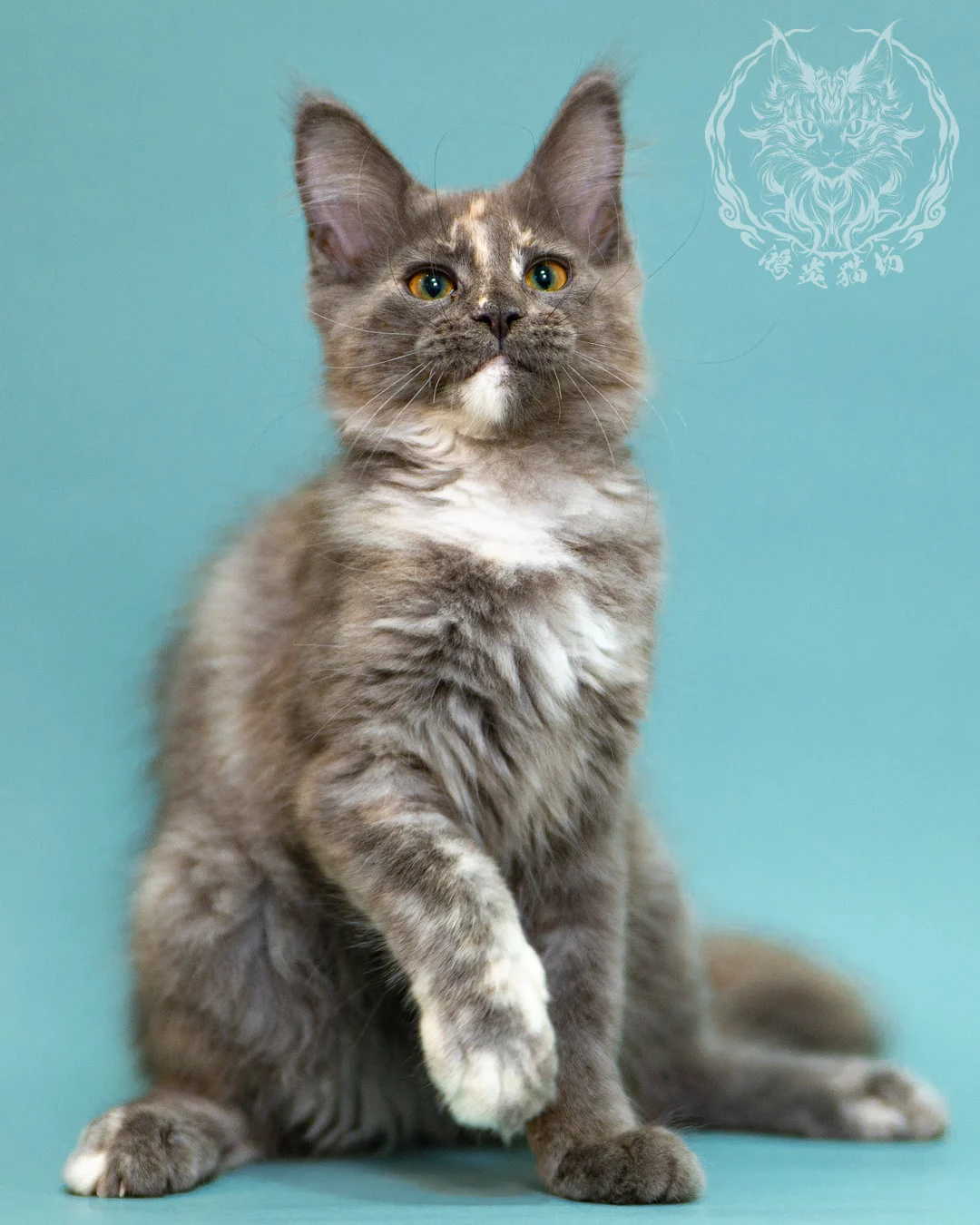 藍乳煙玳帽緬因貓 Blue Cream Smoke Tortie Masked Maine Coon 3months Closeup 15