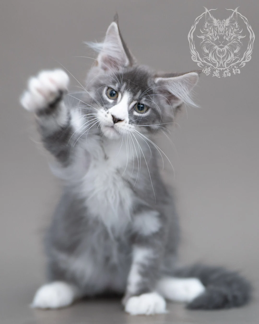 藍銀虎斑賓士緬因貓 Blue Silver Tabby Maine Coon Closeup 13