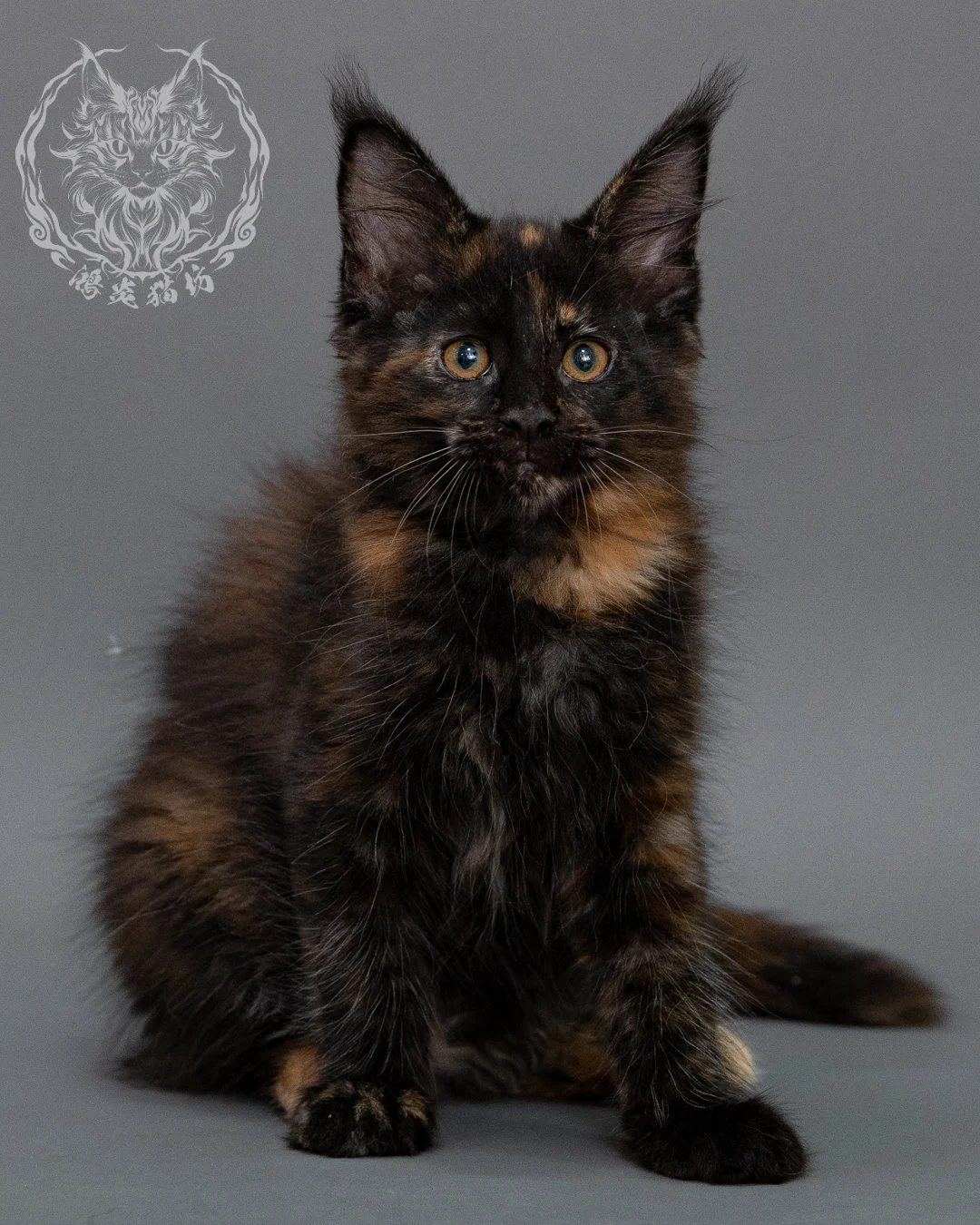 黑玳帽緬因貓 Black Masked Maine Coon Closeup 9