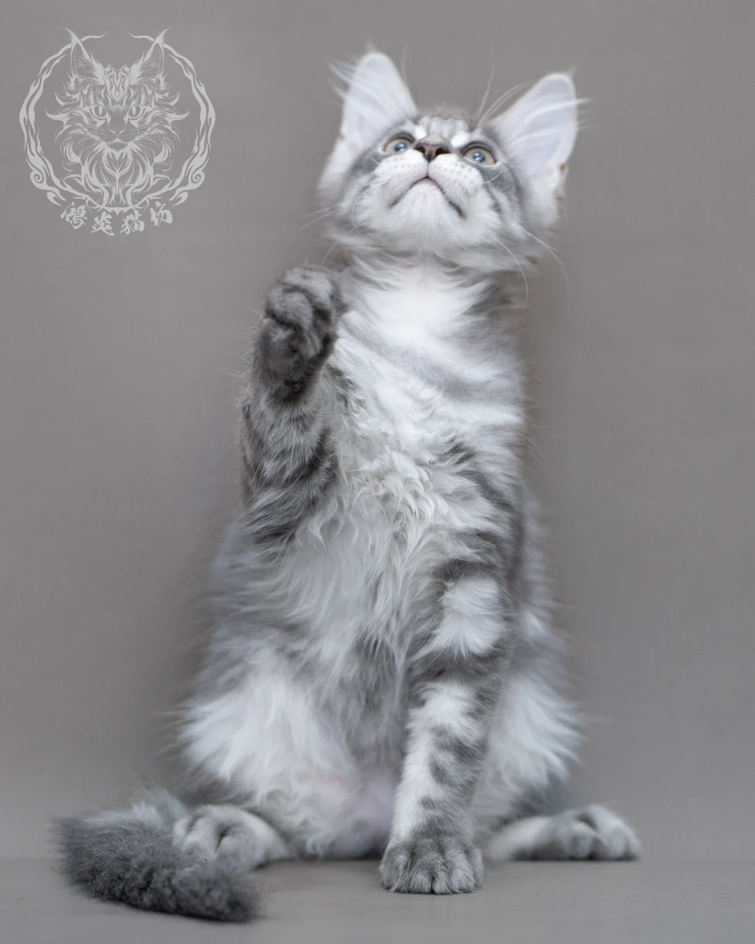 藍銀虎斑緬因貓 Blue Silver Tabby Maine Coon Closeup 5
