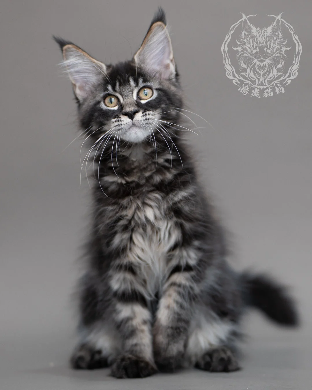 黑棕虎斑緬因貓 Brown Tabby Maine Coon Closeup 16