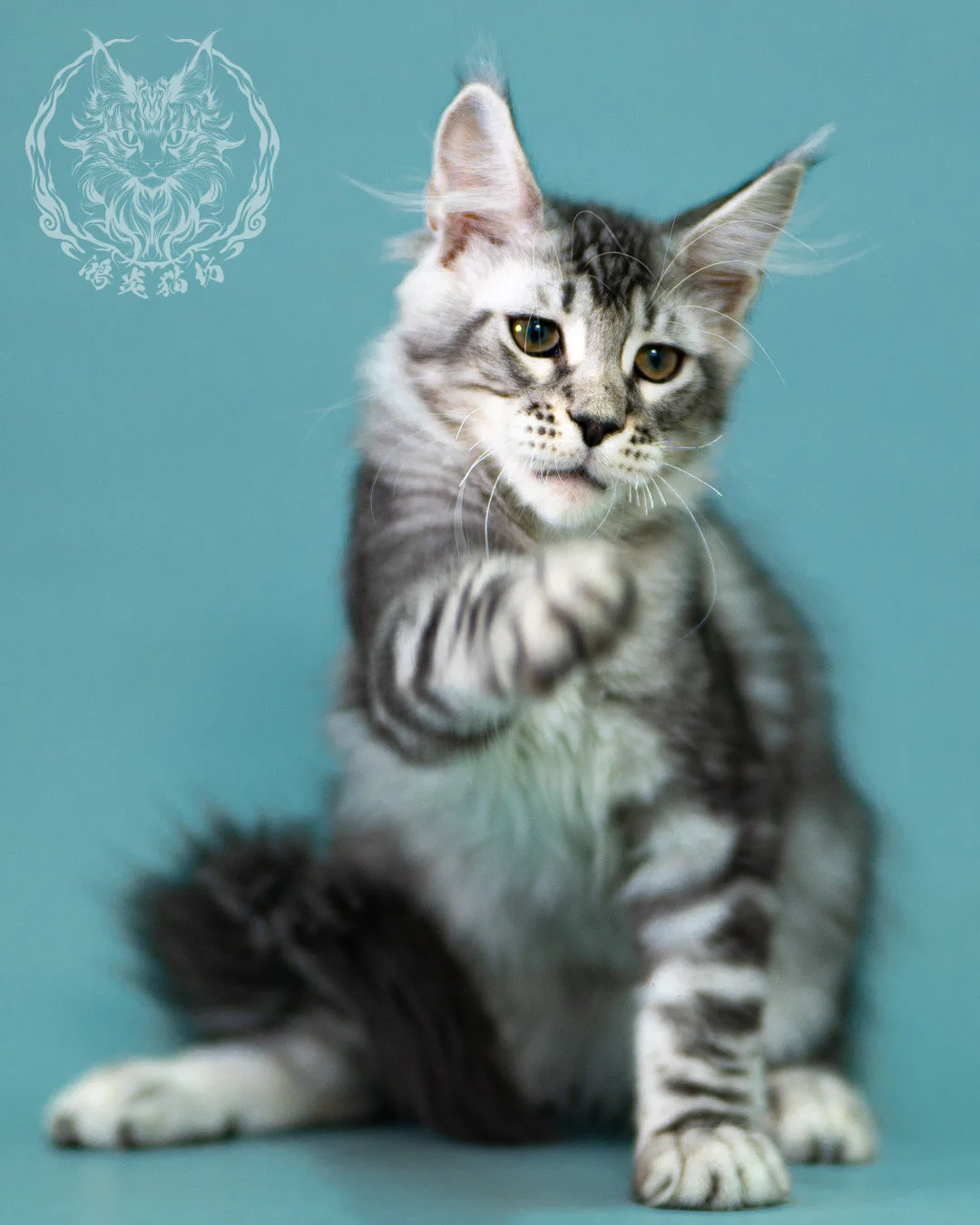 銀虎斑緬因貓 Black Silver Tabby Maine Coon 3months Closeup 11
