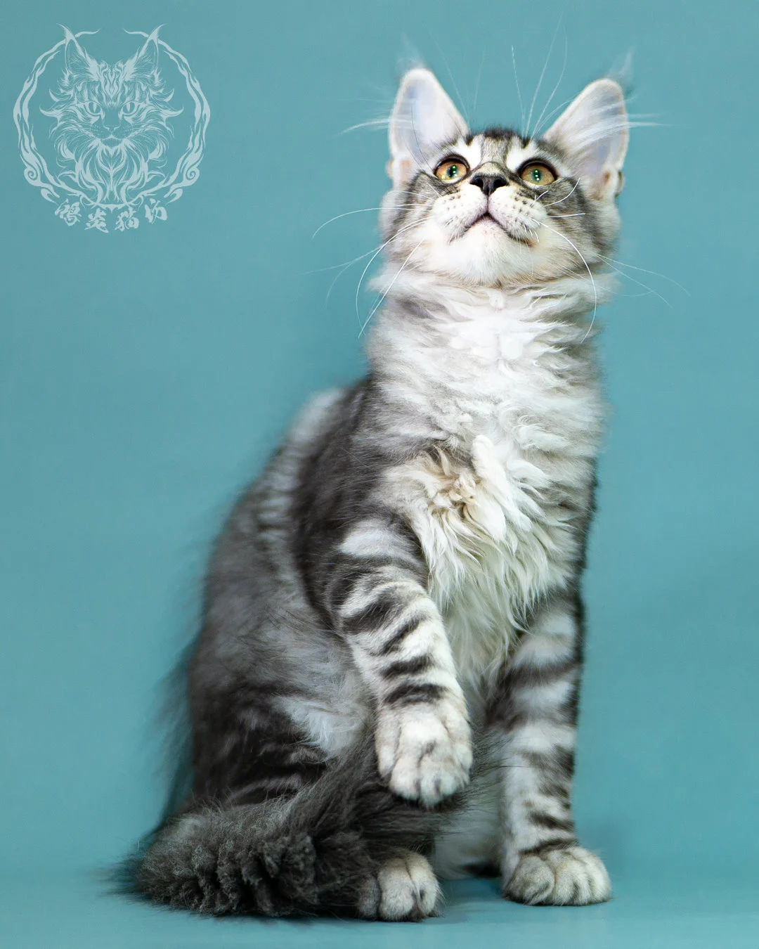 銀虎斑緬因貓 Black Silver Tabby Maine Coon 3months Closeup 6