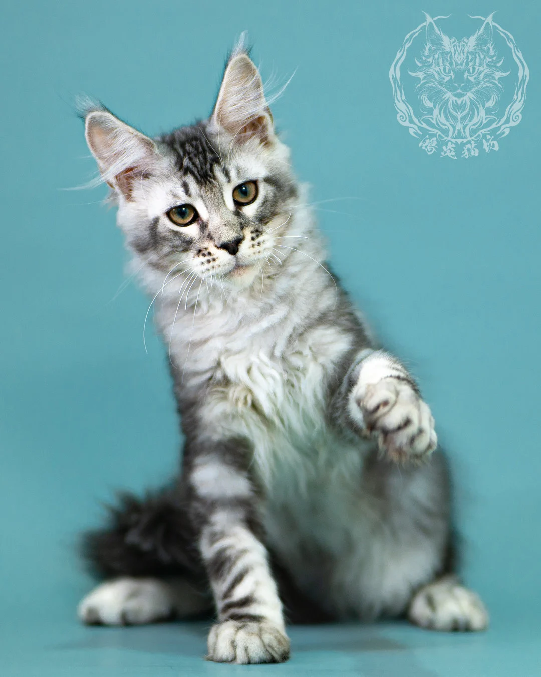銀虎斑緬因貓 Black Silver Tabby Maine Coon 3months Closeup 9