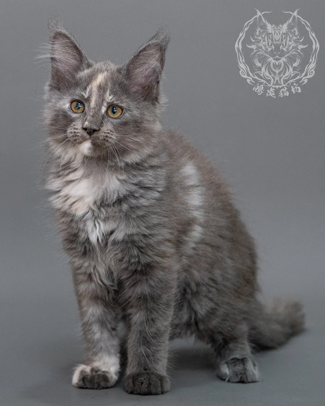 藍乳煙玳帽緬因貓 Blue Cream Smoke Tortie Maine Coon Closeup 4
