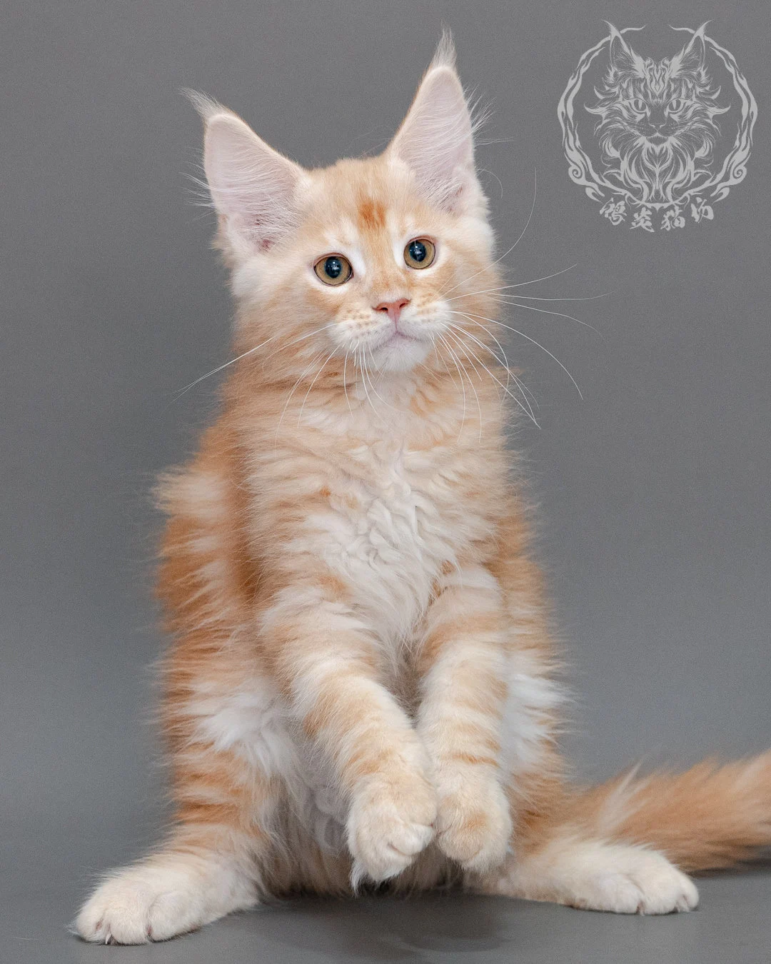 奶油虎斑緬因貓 Cream Tabby Maine Coon Closeup 9