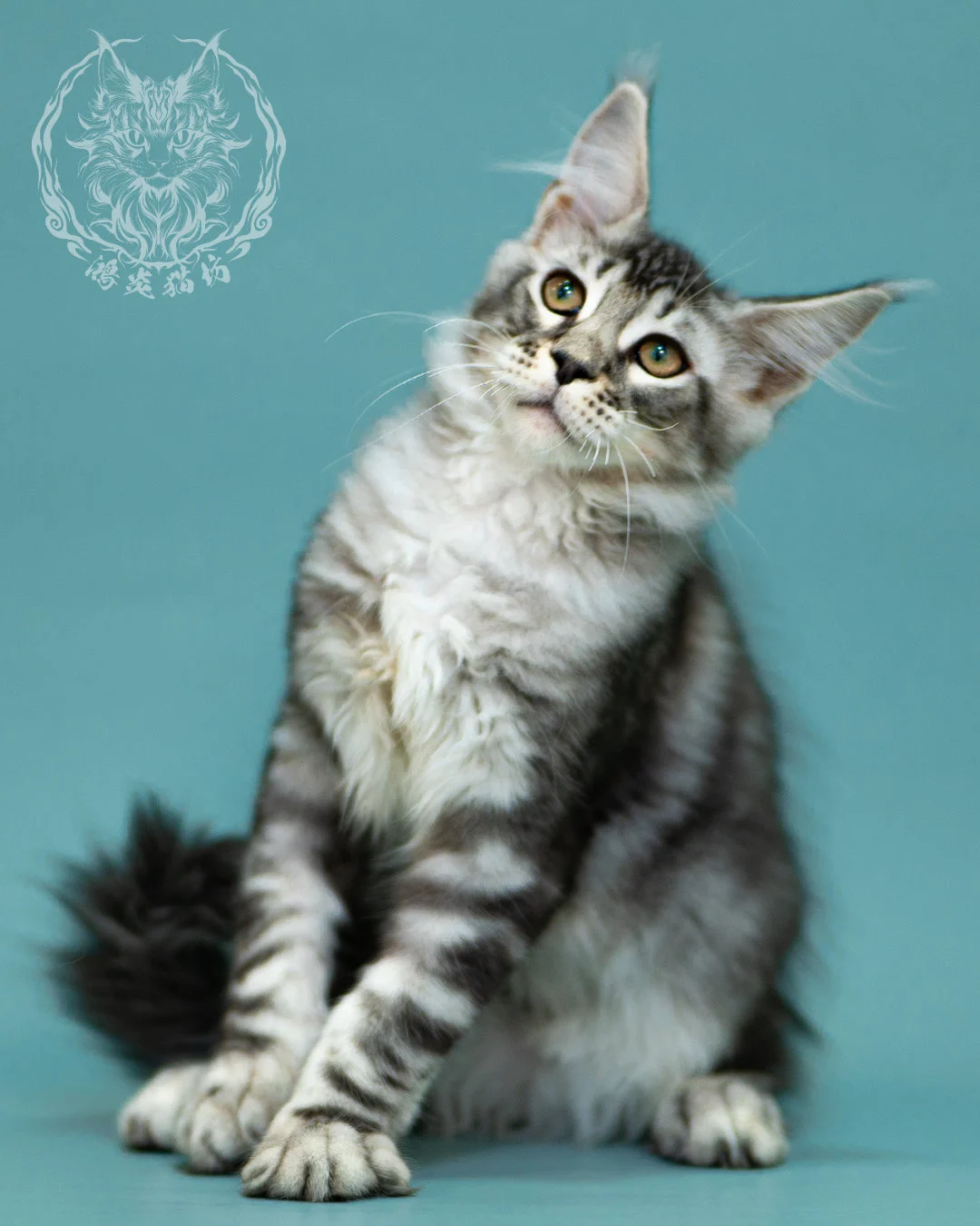 銀虎斑緬因貓 Black Silver Tabby Maine Coon 3months Closeup 19