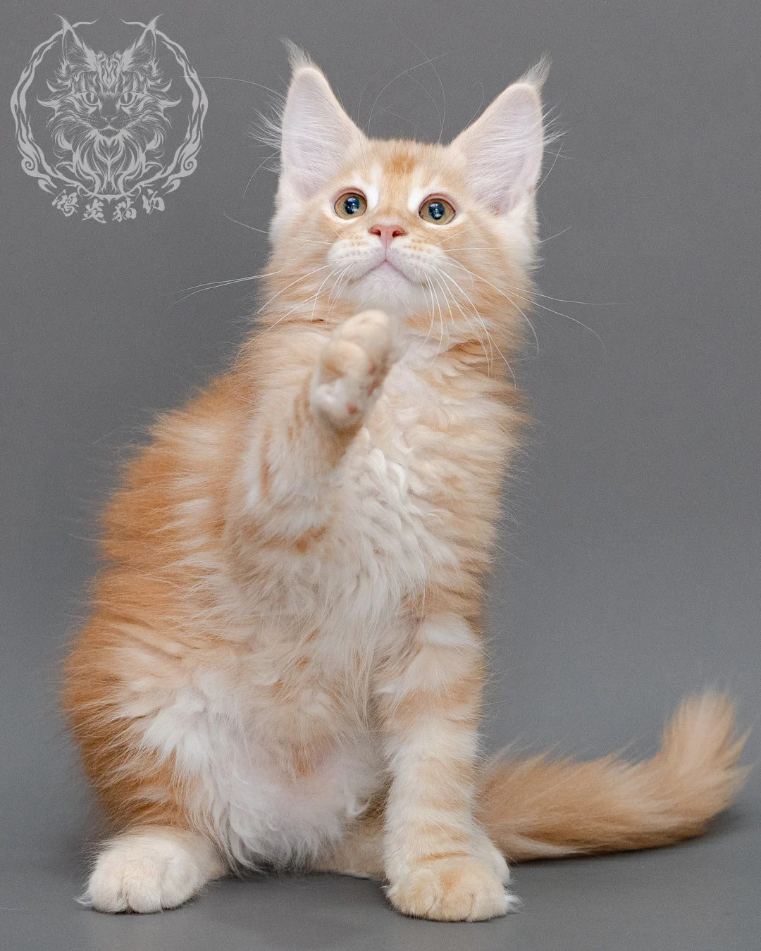 奶油虎斑緬因貓 Cream Tabby Maine Coon Closeup 10