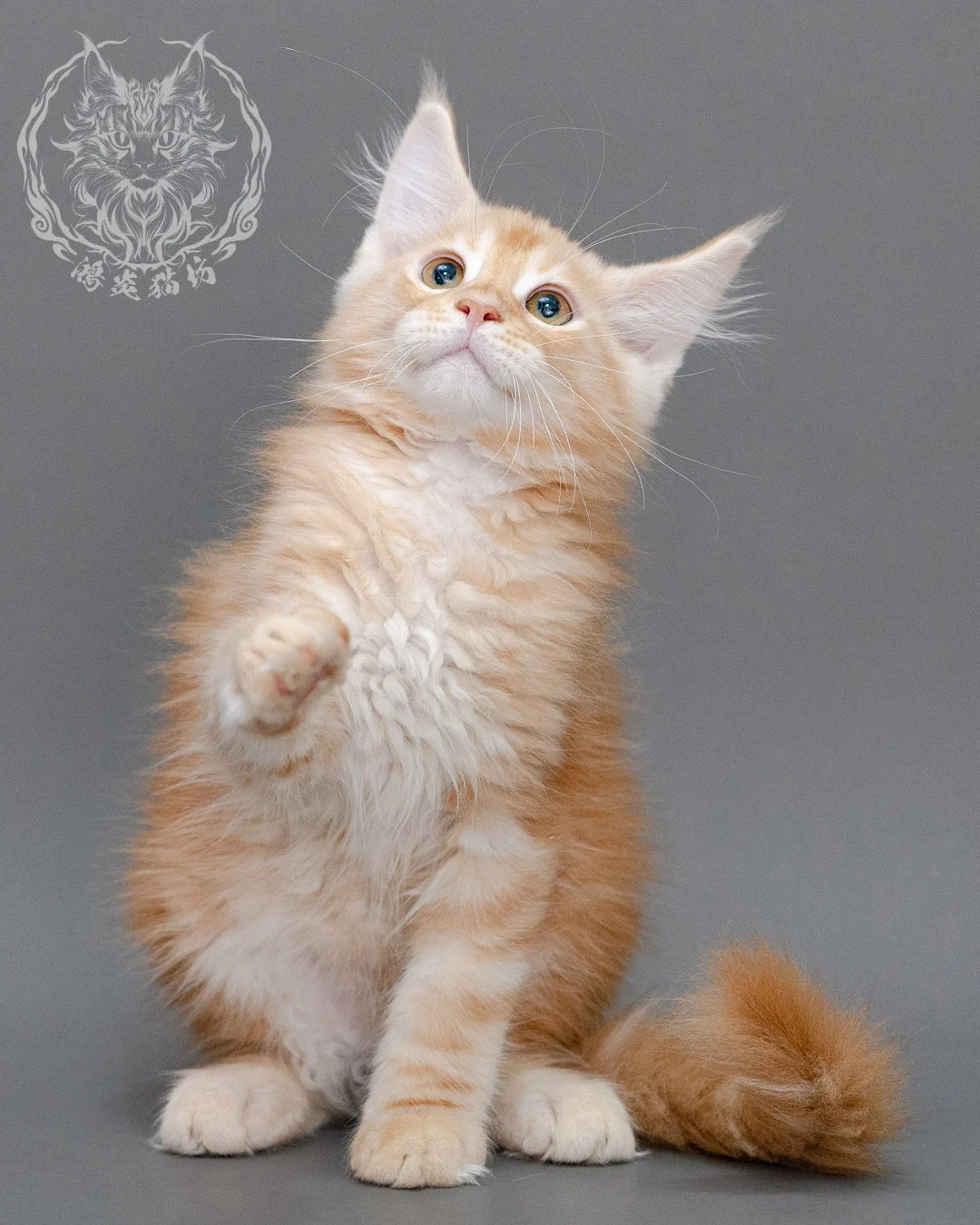 奶油虎斑緬因貓 Cream Tabby Maine Coon Closeup 3