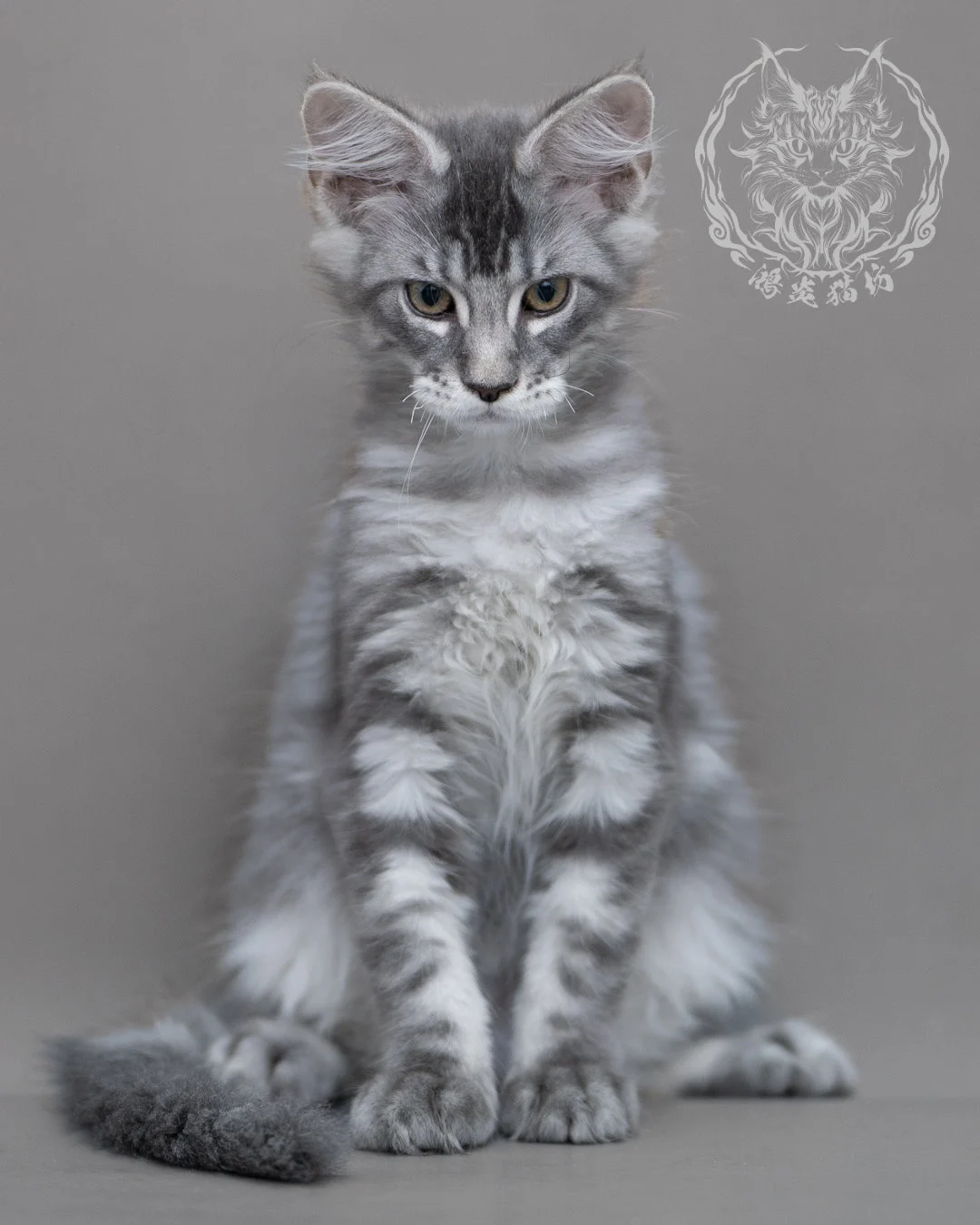 藍銀虎斑緬因貓 Blue Silver Tabby Maine Coon Closeup 6