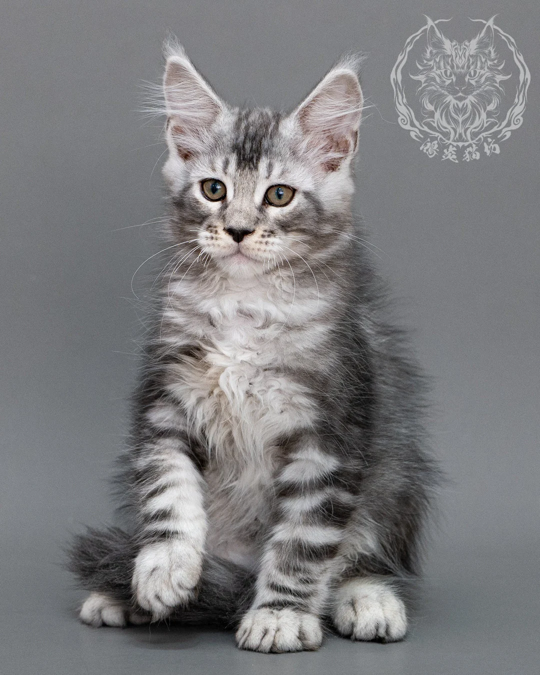 銀虎斑緬因貓 Silver Tabby Maine Coon Closeup 12