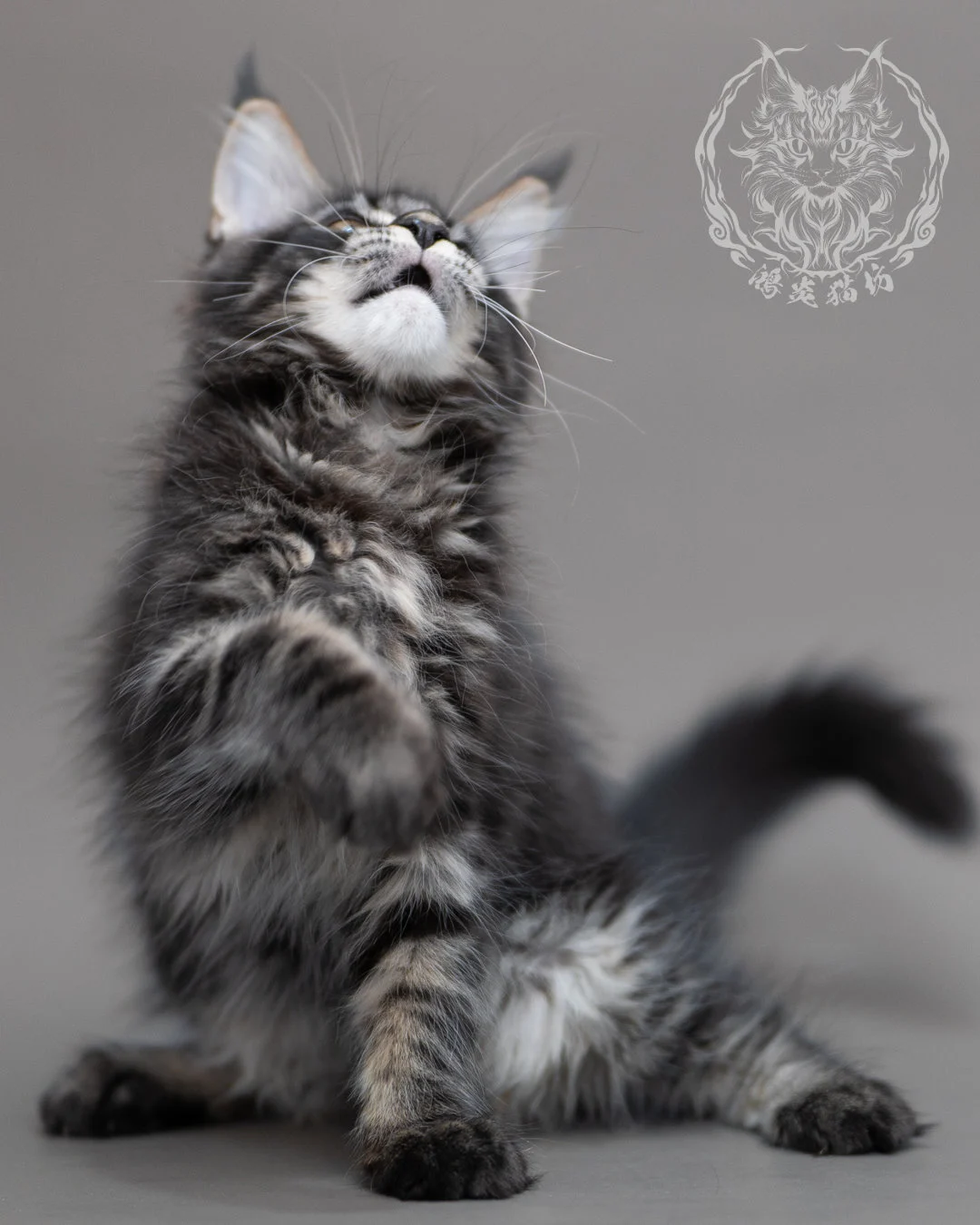 黑棕虎斑緬因貓 Brown Tabby Maine Coon Closeup 14
