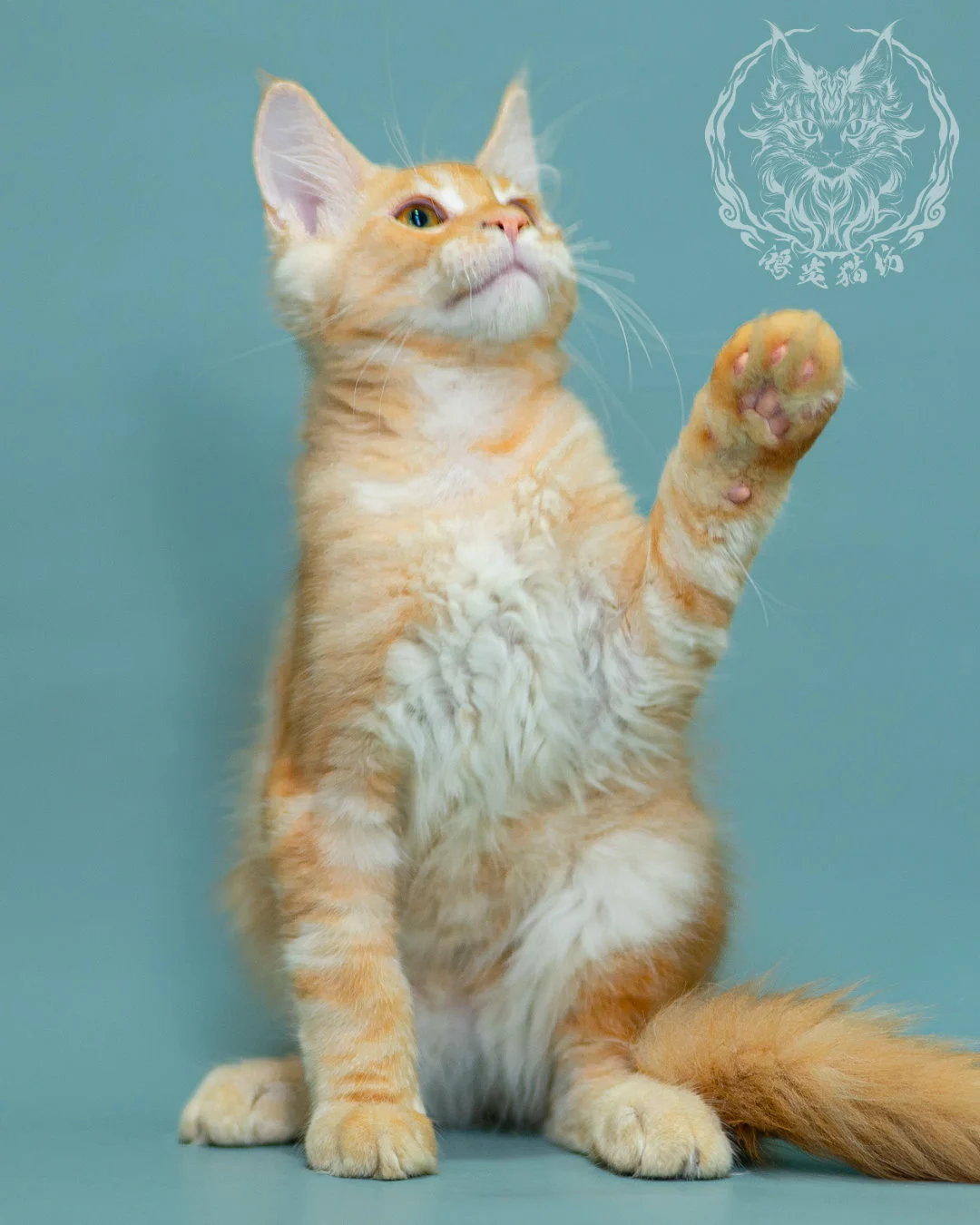 奶油虎斑緬因貓 Cream Tabby Maine Coon 3months Closeup 7