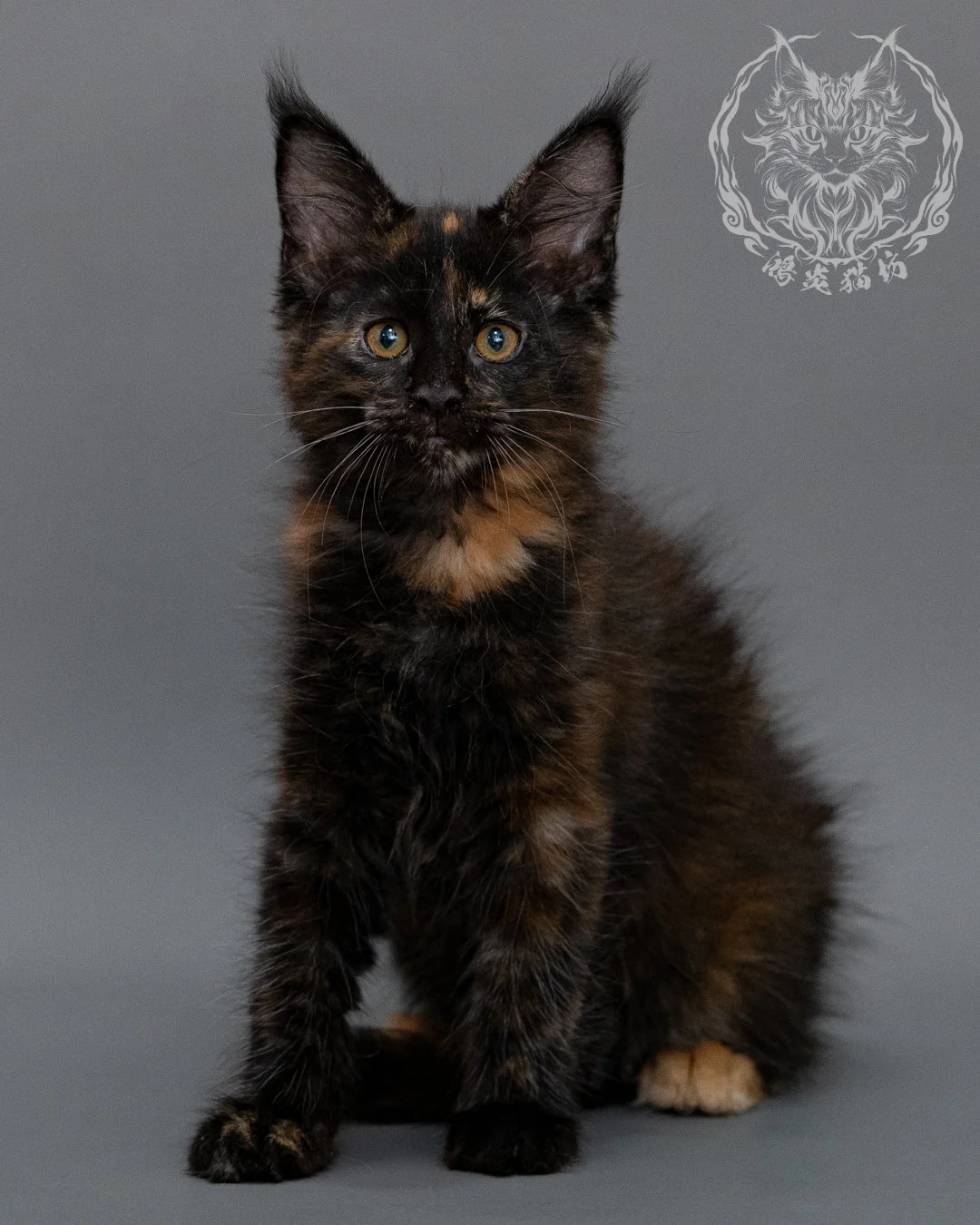 黑玳帽緬因貓 Black Masked Maine Coon Closeup 1