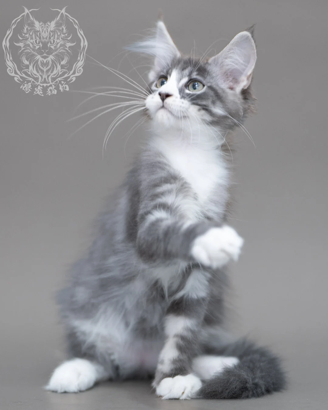 藍銀虎斑賓士緬因貓 Blue Silver Tabby Maine Coon Closeup 12