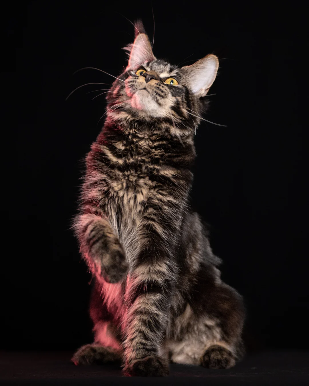 黑棕虎斑緬因貓 Brown Black Tabby Maine Coon 6months Cattery Taichung 6