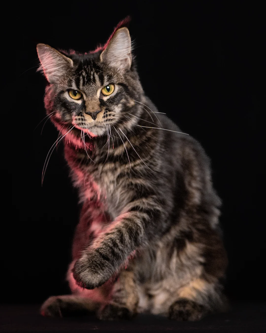 黑棕虎斑緬因貓 Brown Black Tabby Maine Coon 6months Cattery Taichung 8