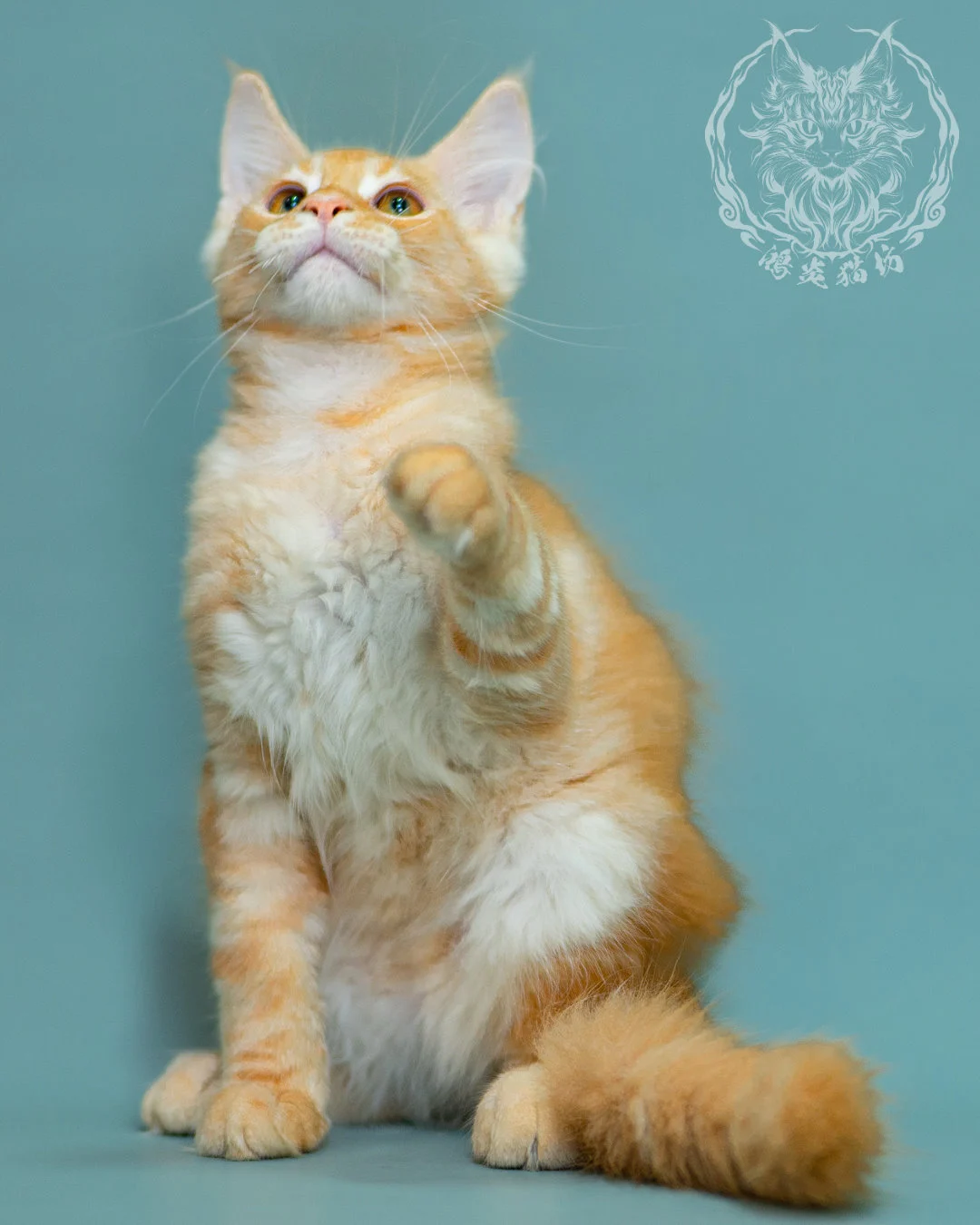 奶油虎斑緬因貓 Cream Tabby Maine Coon 3months Closeup 14