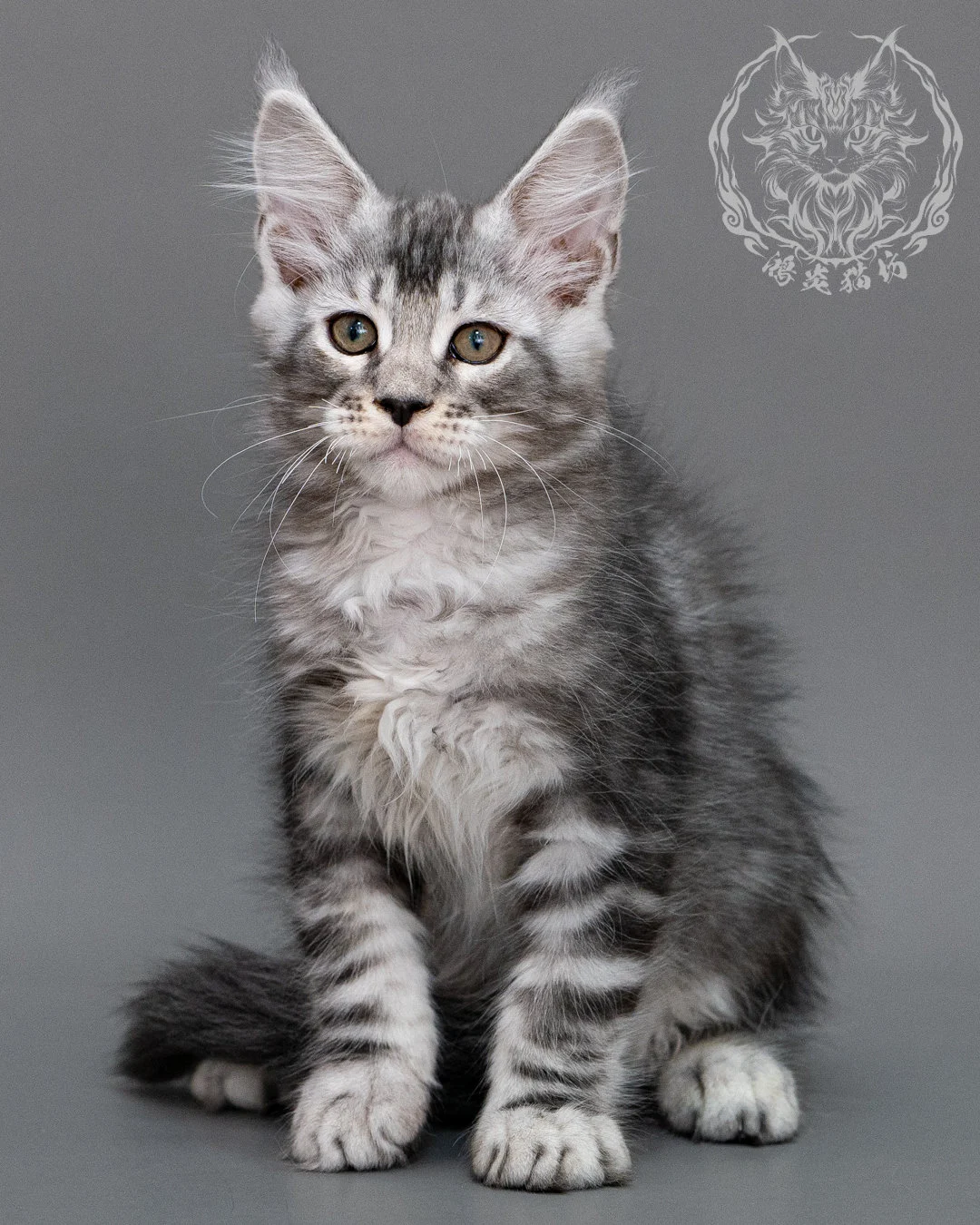銀虎斑緬因貓 Silver Tabby Maine Coon Closeup 10