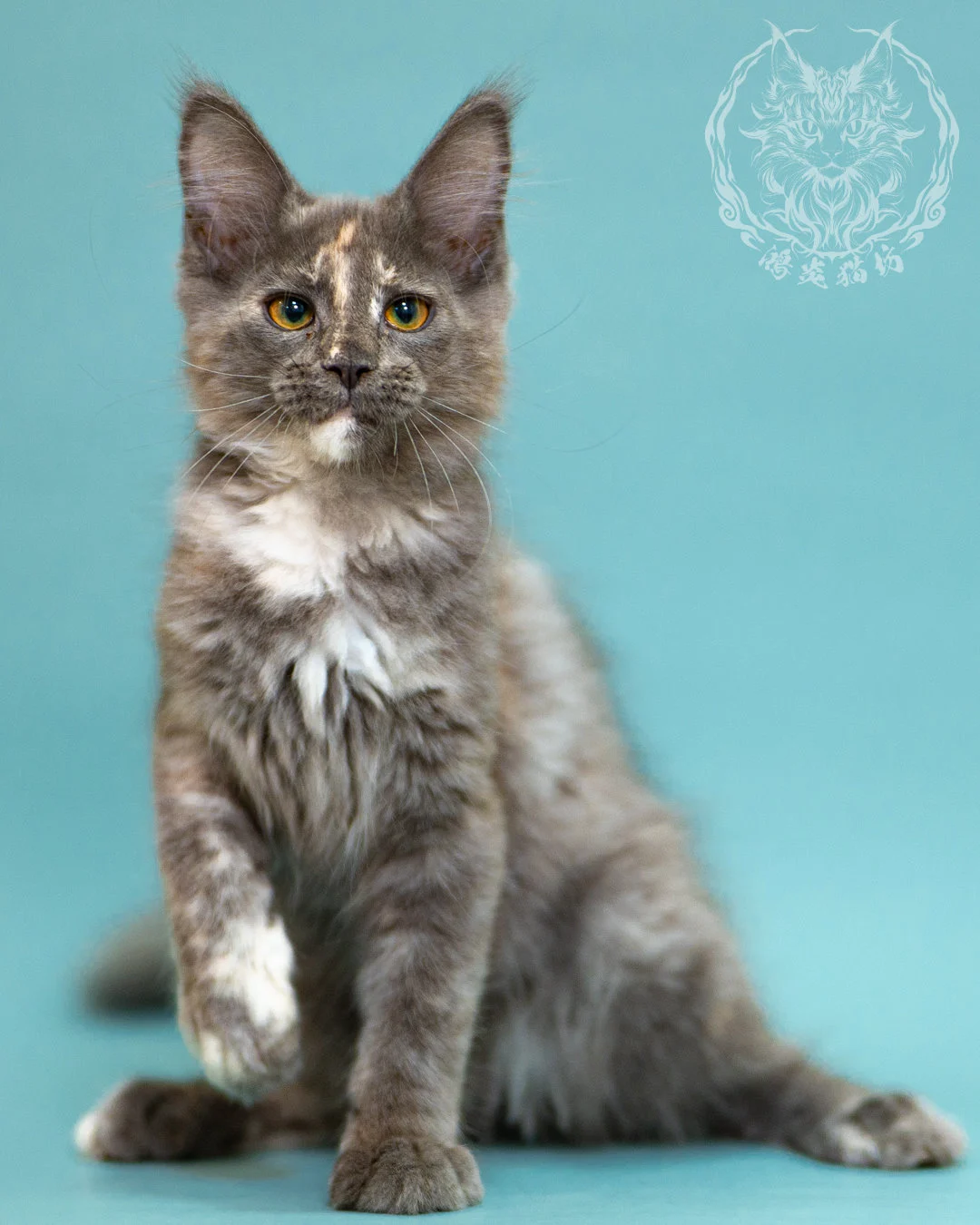 藍乳煙玳帽緬因貓 Blue Cream Smoke Tortie Masked Maine Coon 3months Closeup 17