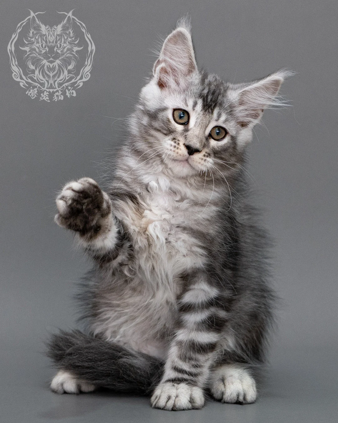 銀虎斑緬因貓 Silver Tabby Maine Coon Closeup 11