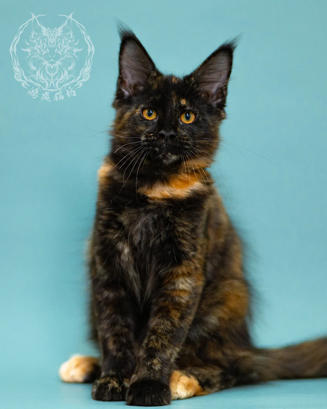 黑玳帽緬因貓 Black Tortie Masked Maine Coon 3months Closeup 10