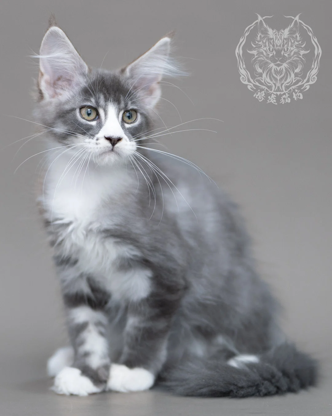 藍銀虎斑賓士緬因貓 Blue Silver Tabby Maine Coon Closeup 9
