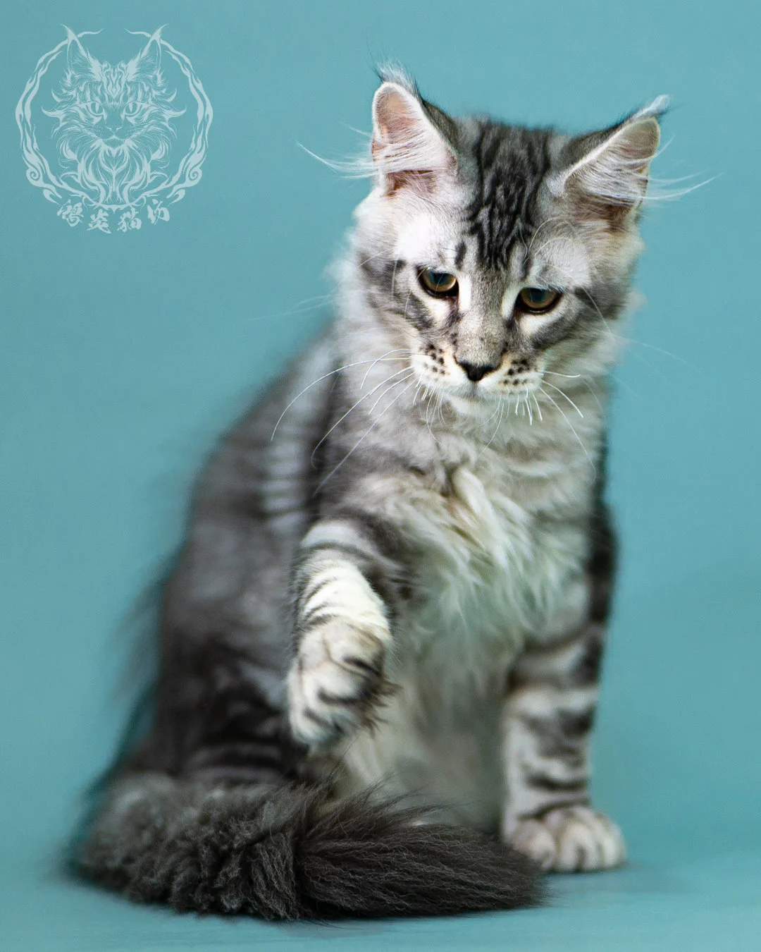 銀虎斑緬因貓 Black Silver Tabby Maine Coon 3months Closeup 3