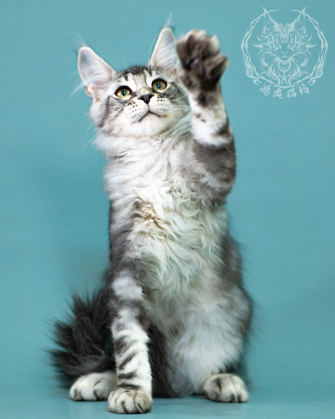 銀虎斑緬因貓 Black Silver Tabby Maine Coon 3months Closeup 12