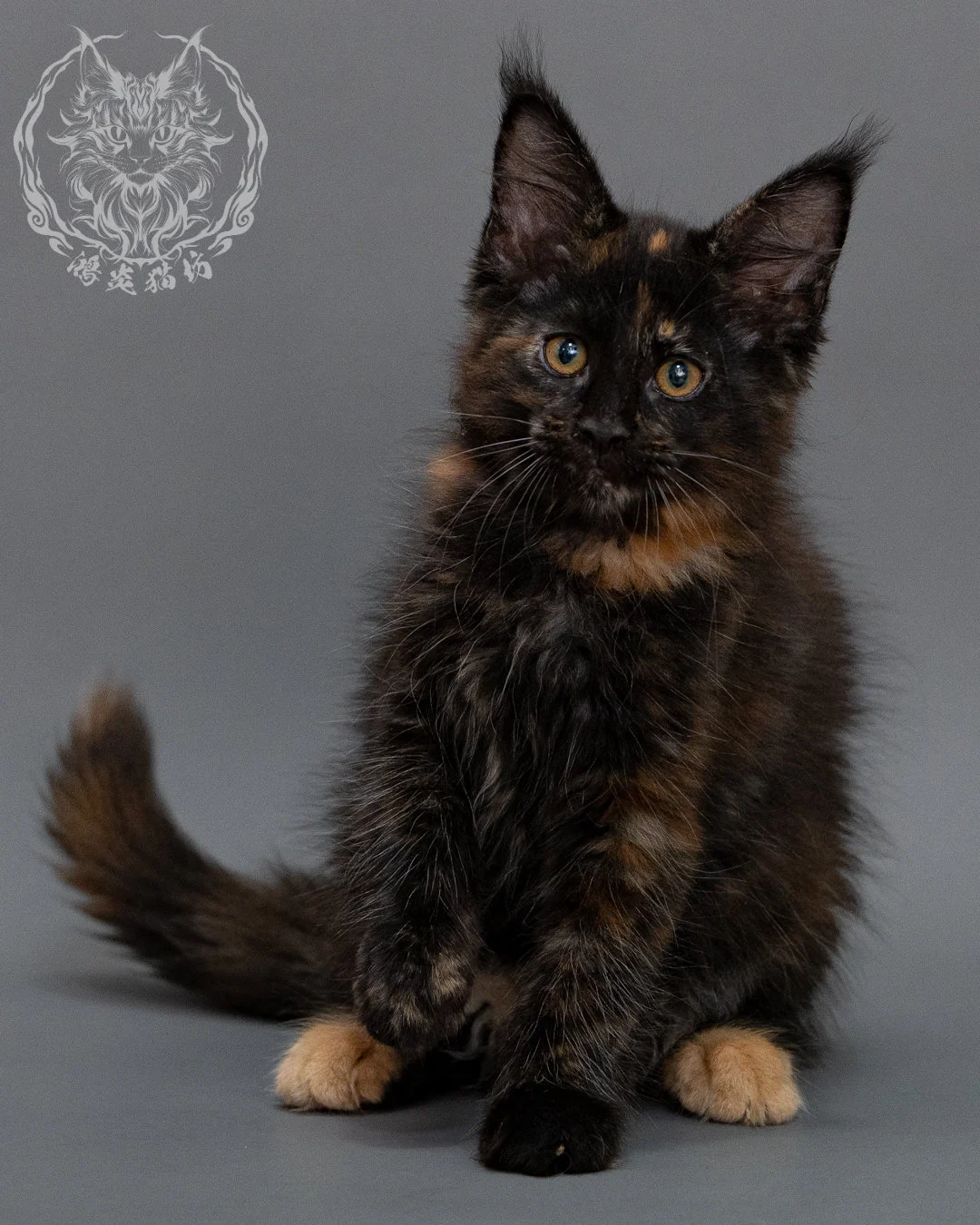 黑玳帽緬因貓 Black Masked Maine Coon Closeup 7