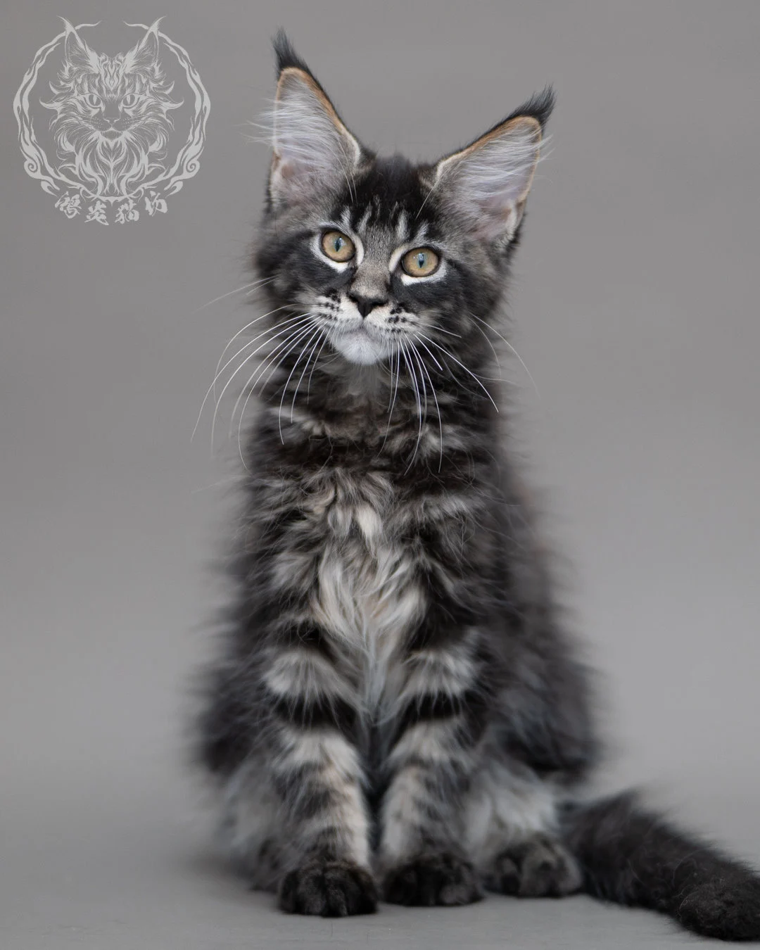 黑棕虎斑緬因貓 Brown Tabby Maine Coon Closeup 4