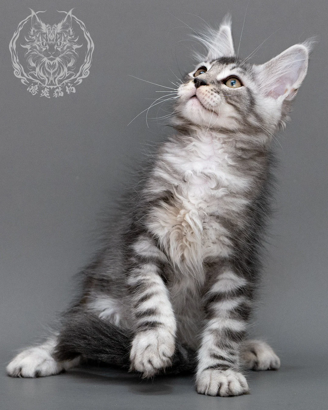 銀虎斑緬因貓 Silver Tabby Maine Coon Closeup 7
