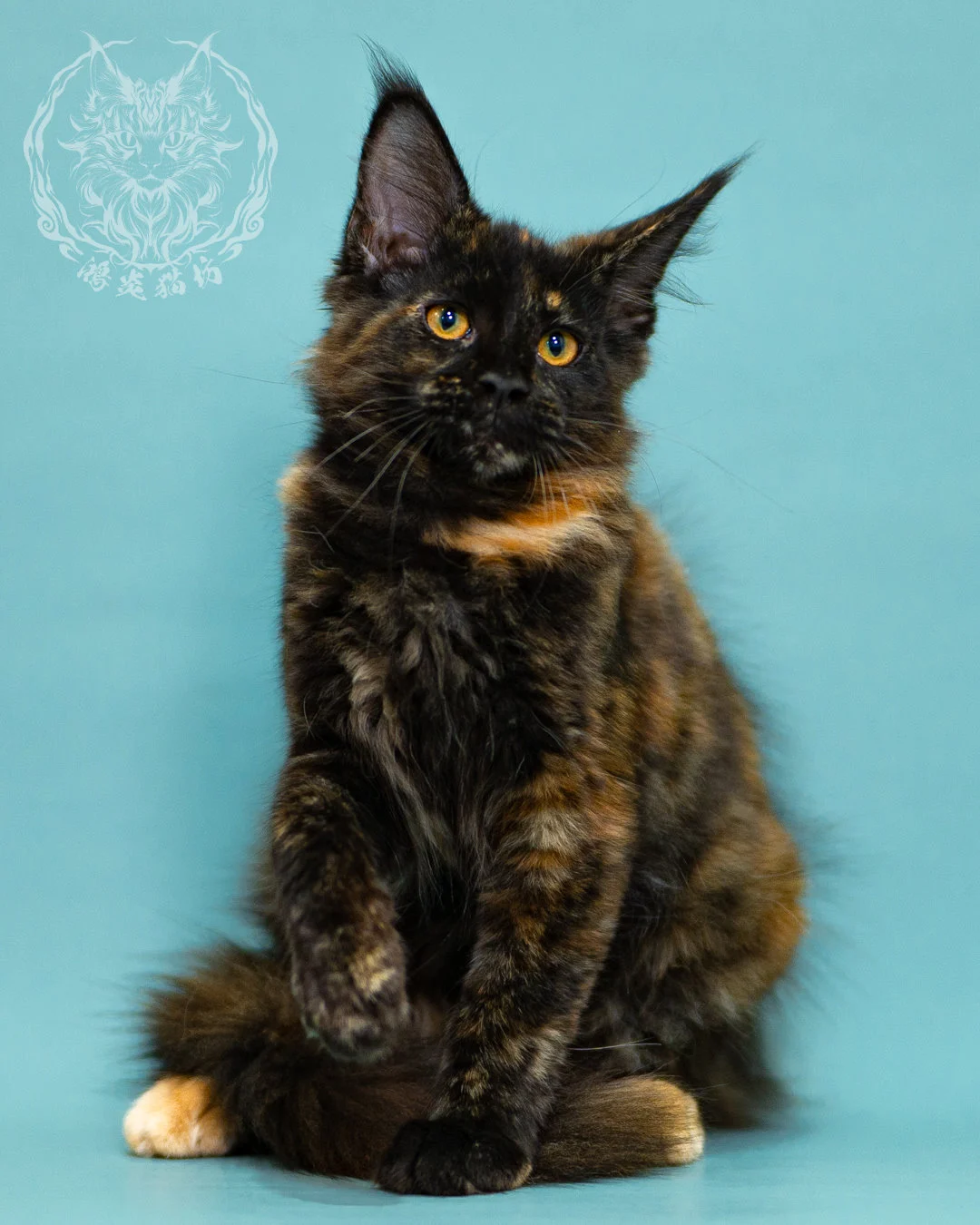 黑玳帽緬因貓 Black Tortie Masked Maine Coon 3months Closeup 6