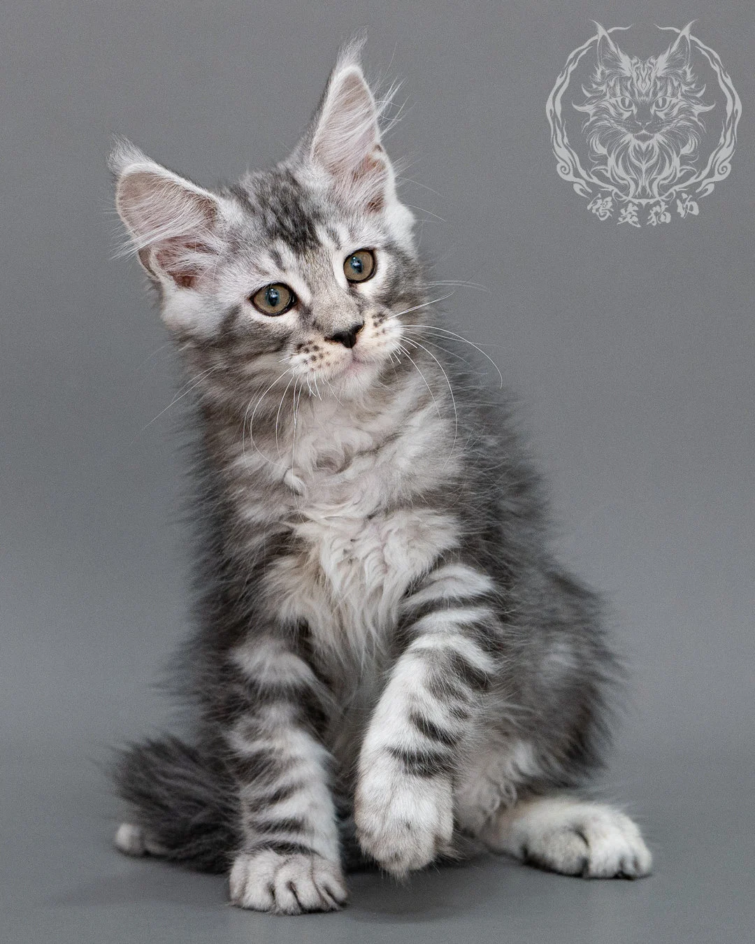 銀虎斑緬因貓 Silver Tabby Maine Coon Closeup 15