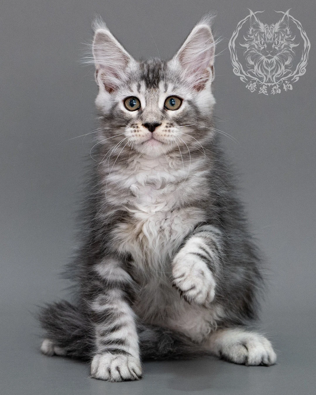銀虎斑緬因貓 Silver Tabby Maine Coon Closeup 16
