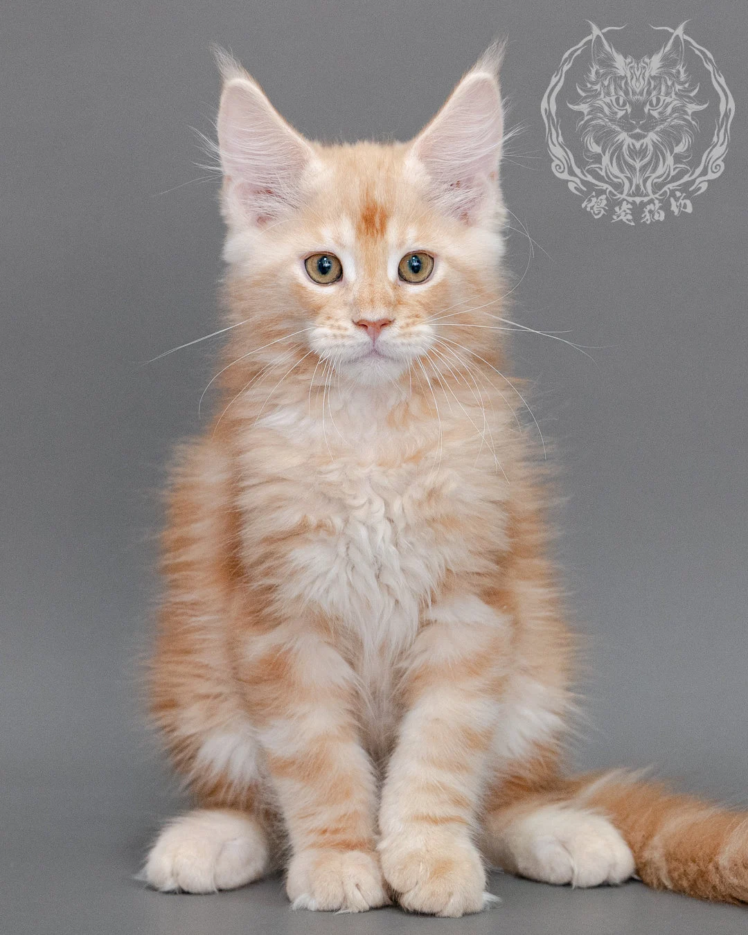 奶油虎斑緬因貓 Cream Tabby Maine Coon Closeup 22