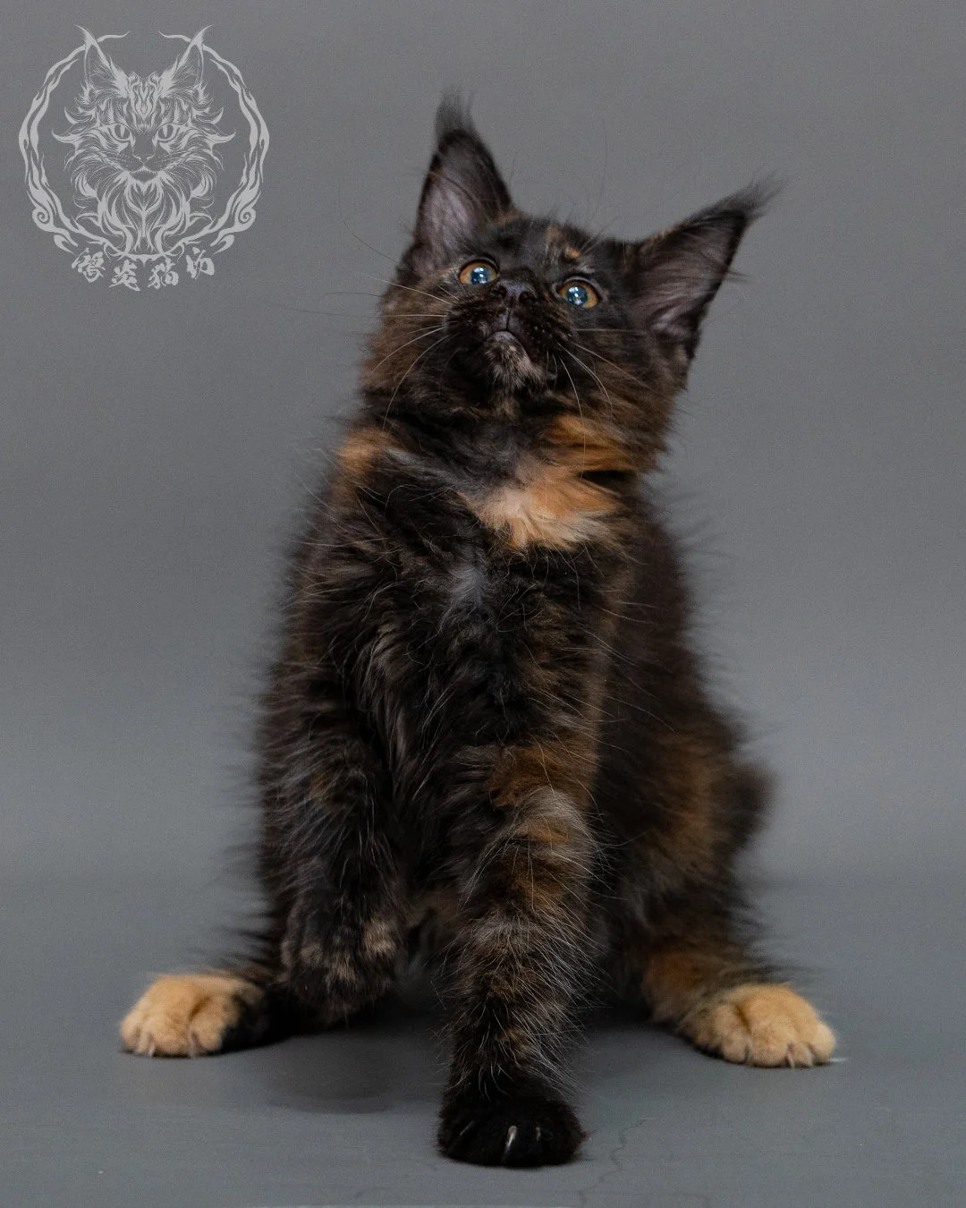 黑玳帽緬因貓 Black Masked Maine Coon Closeup 3
