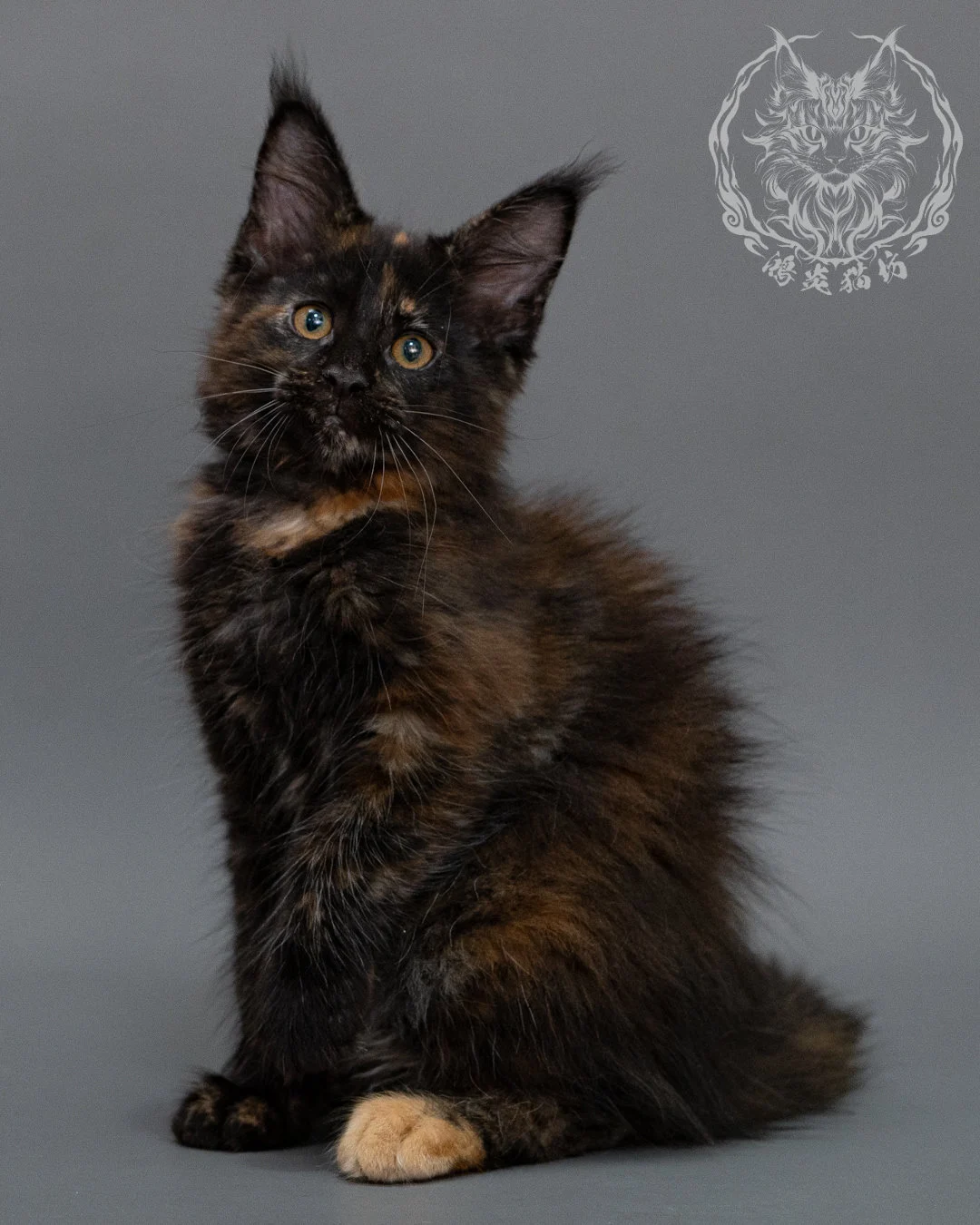 黑玳帽緬因貓 Black Masked Maine Coon Closeup 8