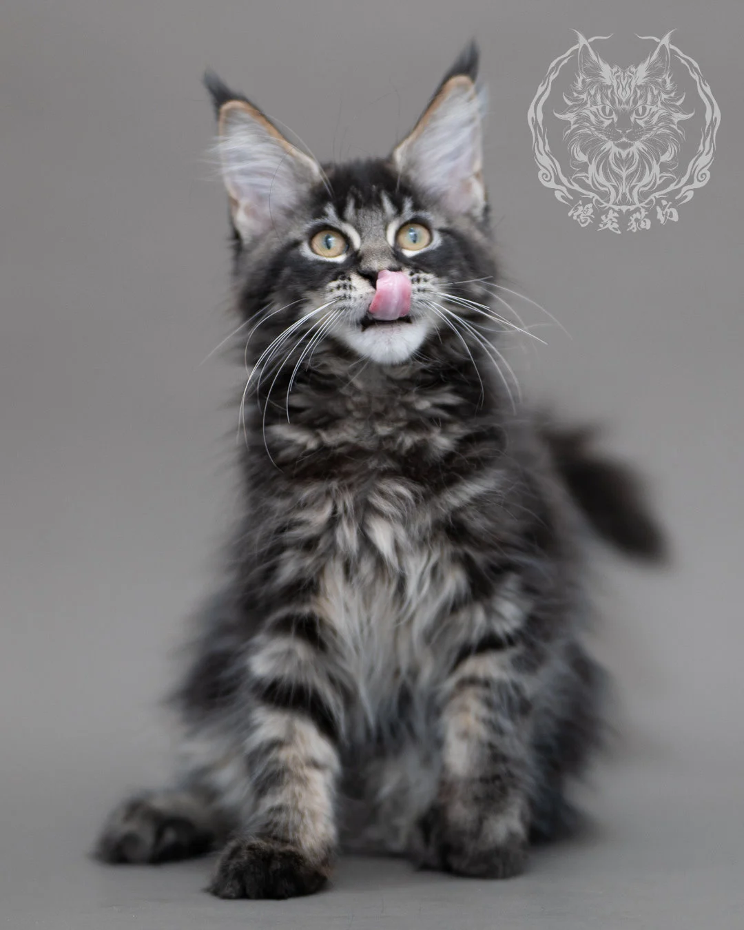 黑棕虎斑緬因貓 Brown Tabby Maine Coon Closeup 11