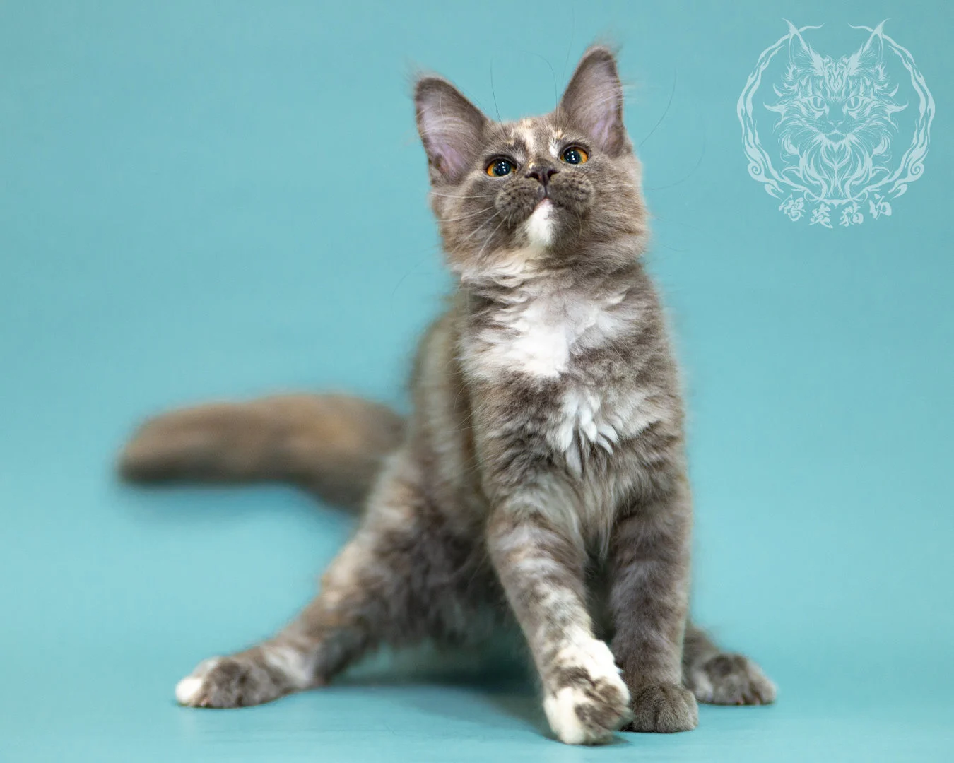 藍乳煙玳帽緬因貓 Blue Cream Smoke Tortie Masked Maine Coon 3months Closeup 18