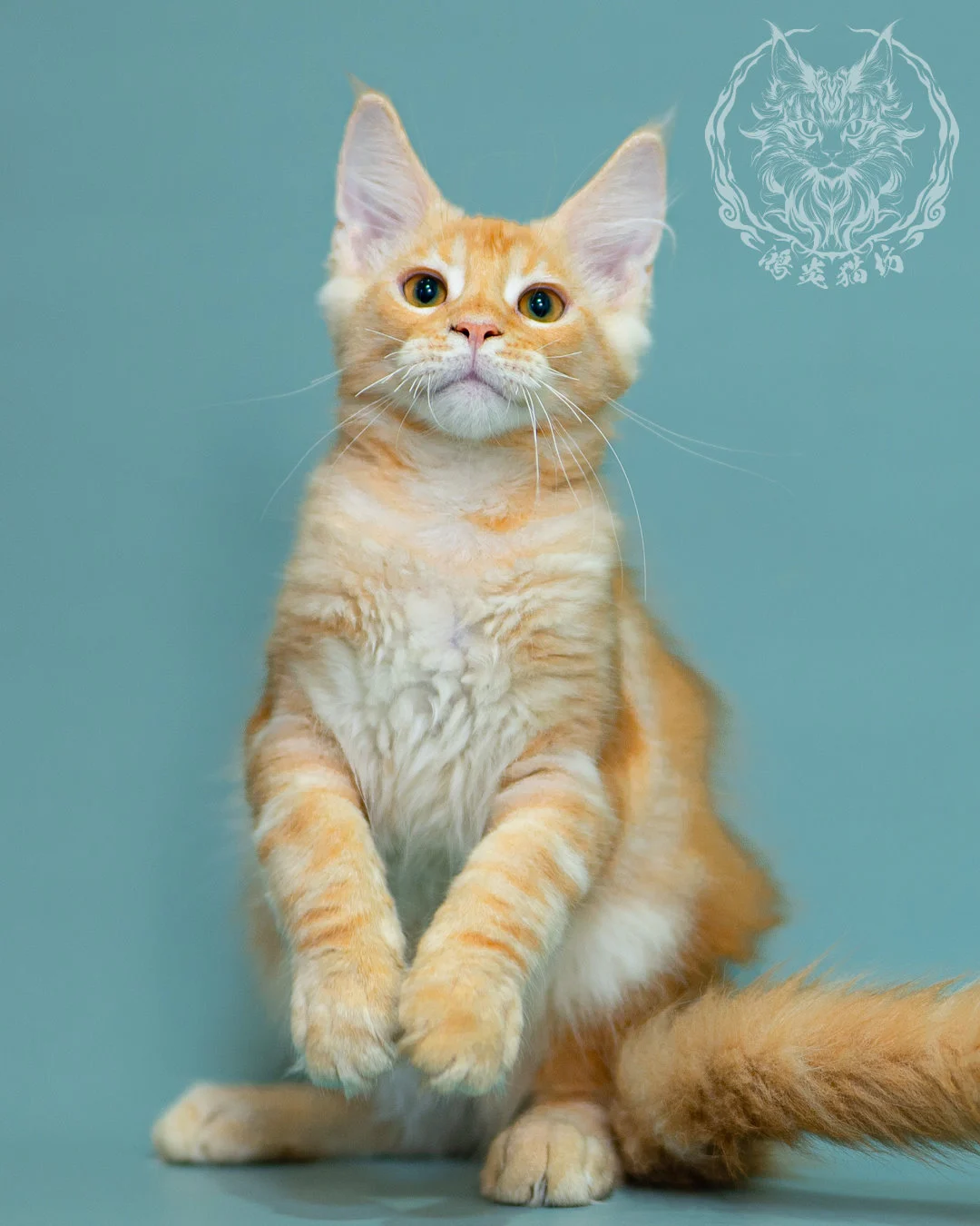 奶油虎斑緬因貓 Cream Tabby Maine Coon 3months Closeup 13