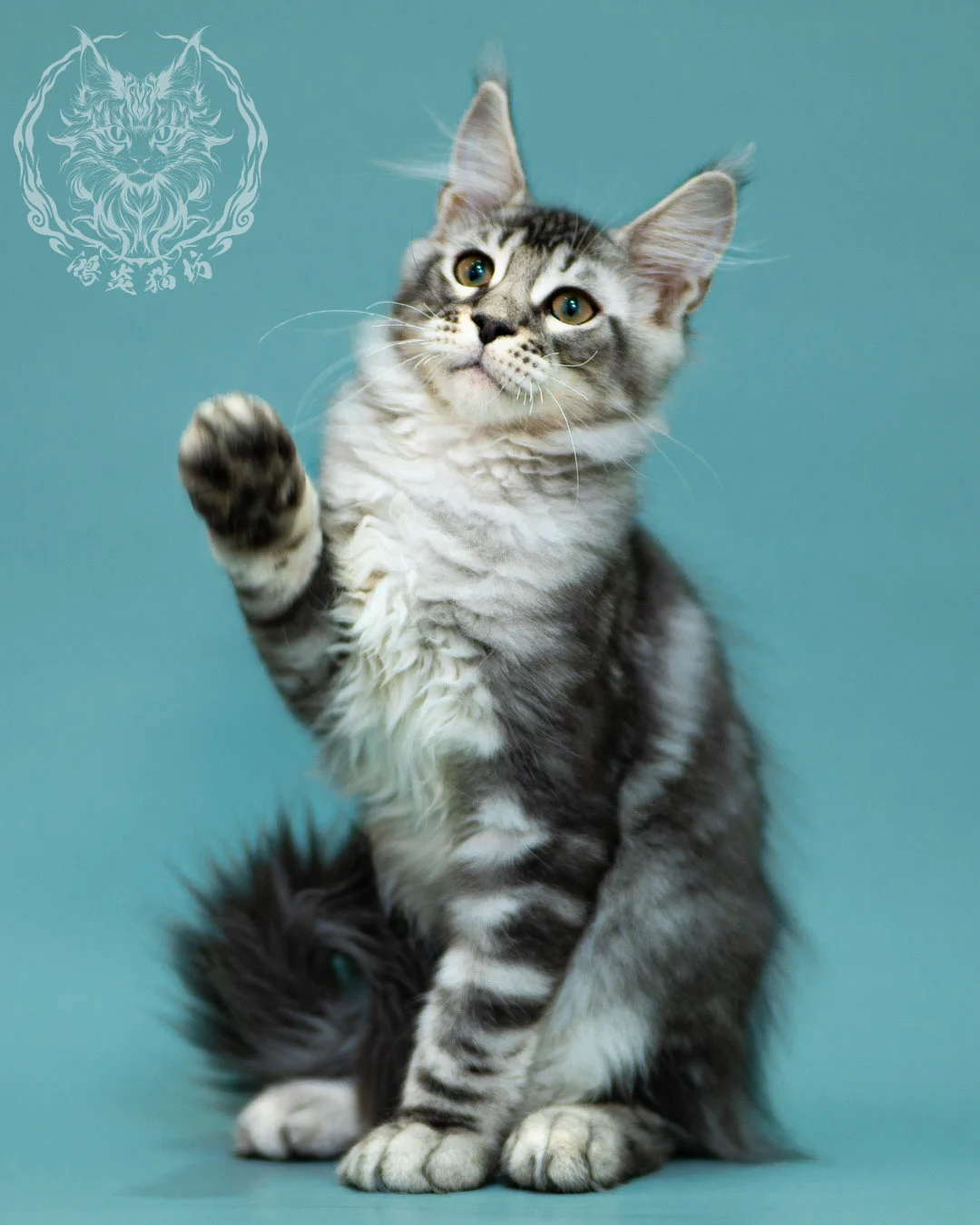 銀虎斑緬因貓 Black Silver Tabby Maine Coon 3months Closeup 13