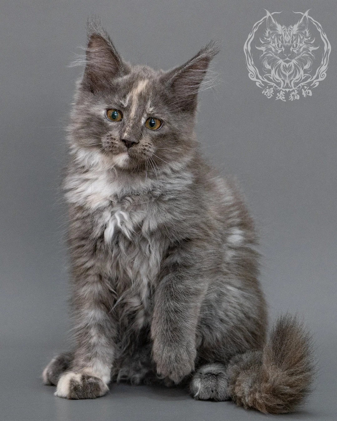 藍乳煙玳帽緬因貓 Blue Cream Smoke Tortie Maine Coon Closeup 14