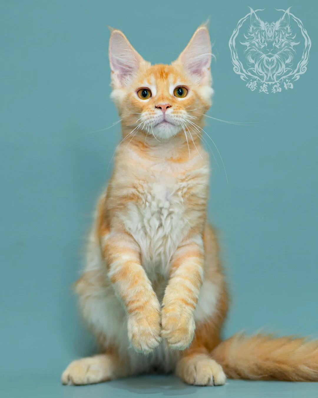 奶油虎斑緬因貓 Cream Tabby Maine Coon 3months Closeup 6