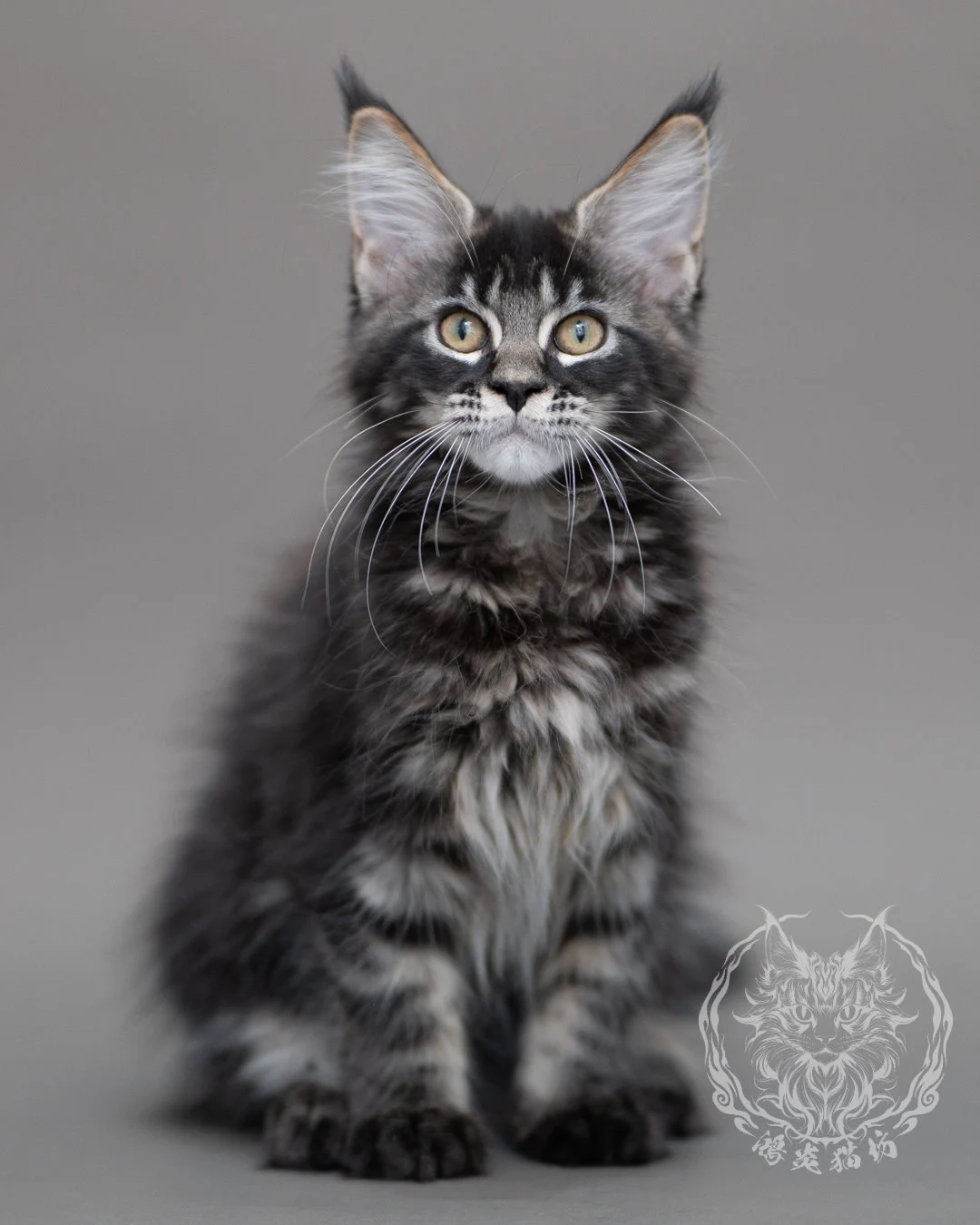 黑棕虎斑緬因貓 Brown Tabby Maine Coon Closeup 7