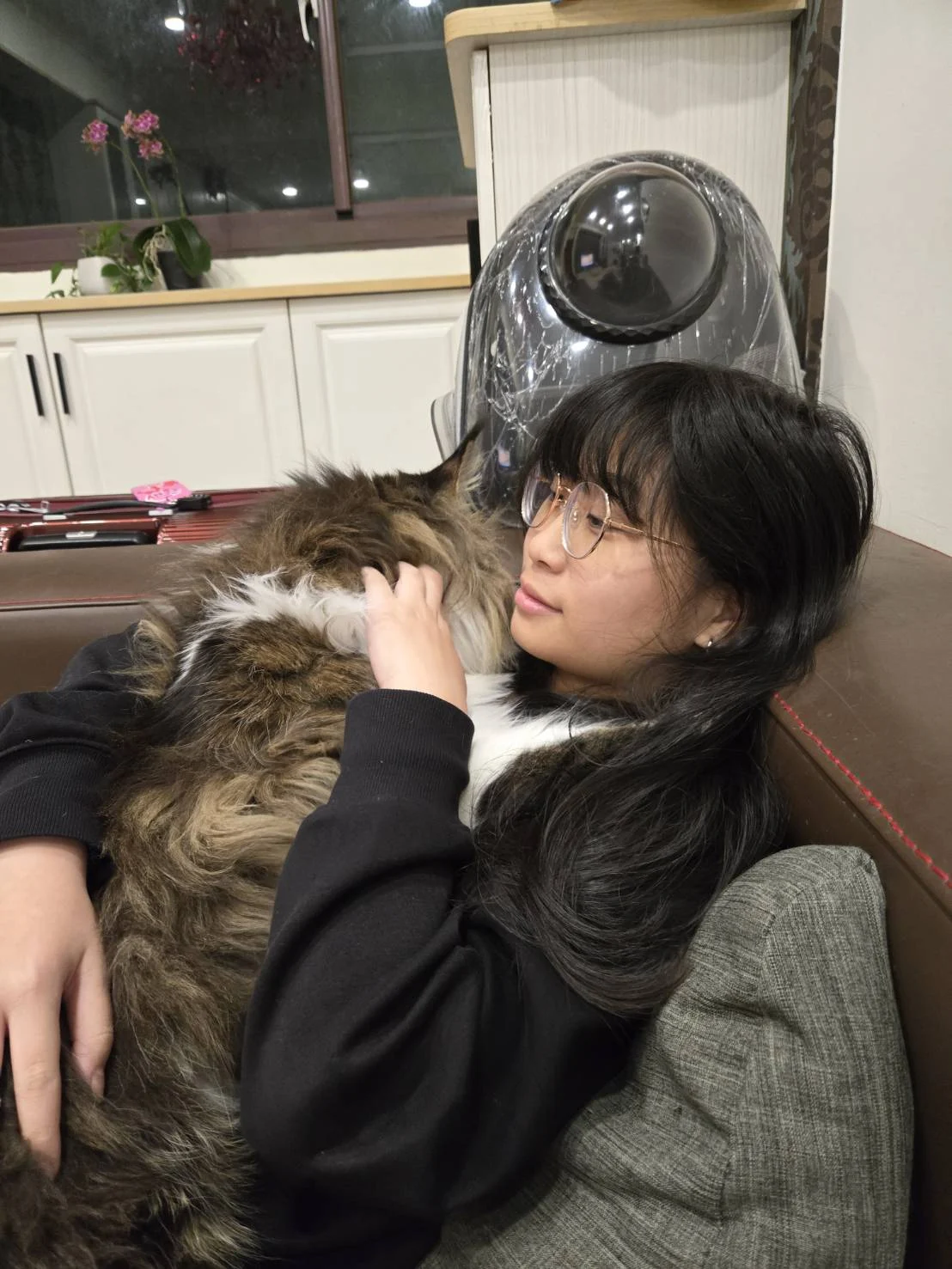 棕虎斑賓士緬因貓
