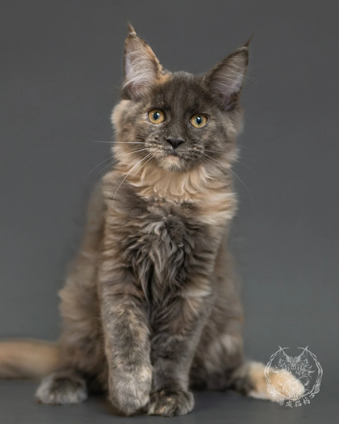 藍乳玳帽緬因貓 Blue Cream Tortie Maine Coon 3months Record 3