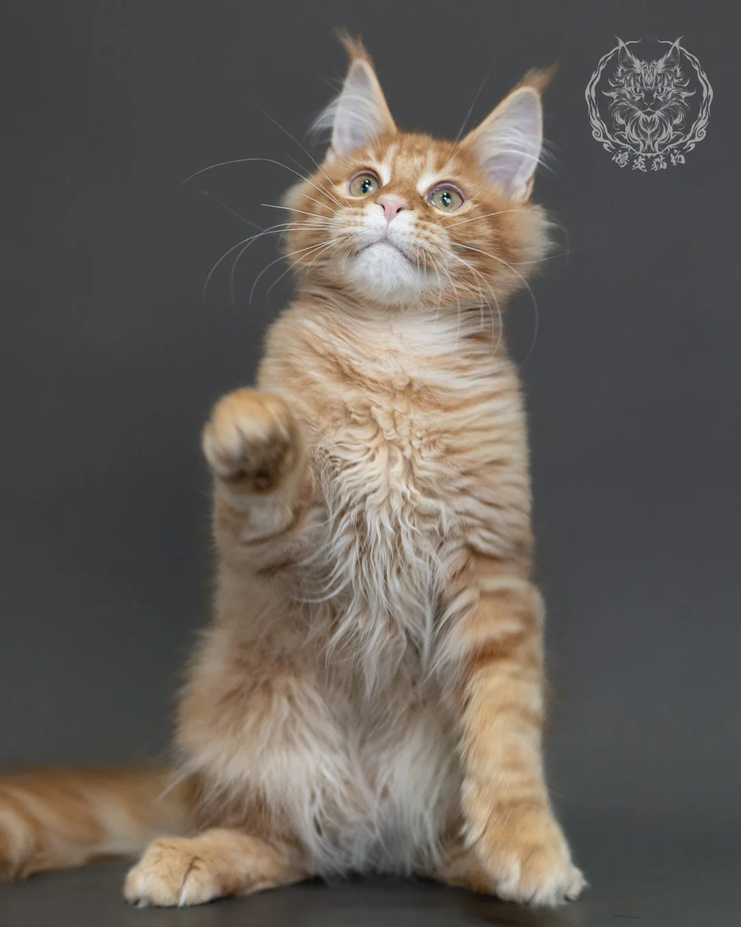 紅虎斑緬因貓 Red Tabby Maine Coon 4halfmonths Cattery Taichung 11