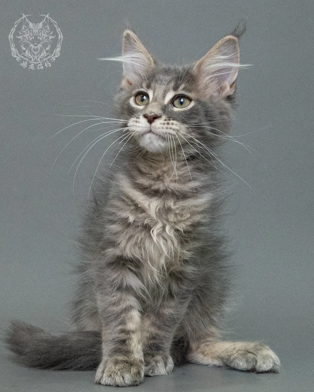 藍虎斑緬因貓 Blue Tabby Maine Coon 3months Closeup 7