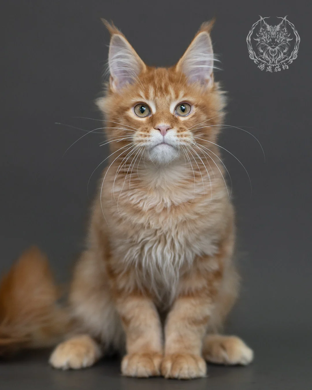 紅虎斑緬因貓 Red Tabby Maine Coon 4halfmonths Cattery Taichung 8